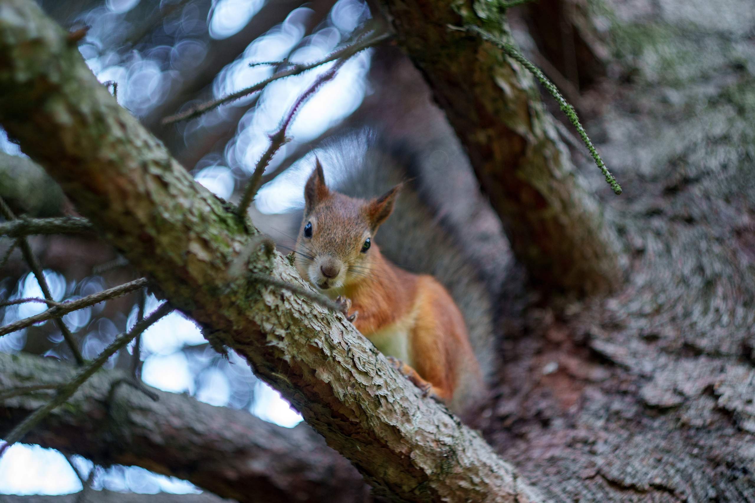 Животные. Фотограф в Санкт-Петербурге Ибрагимова Алина