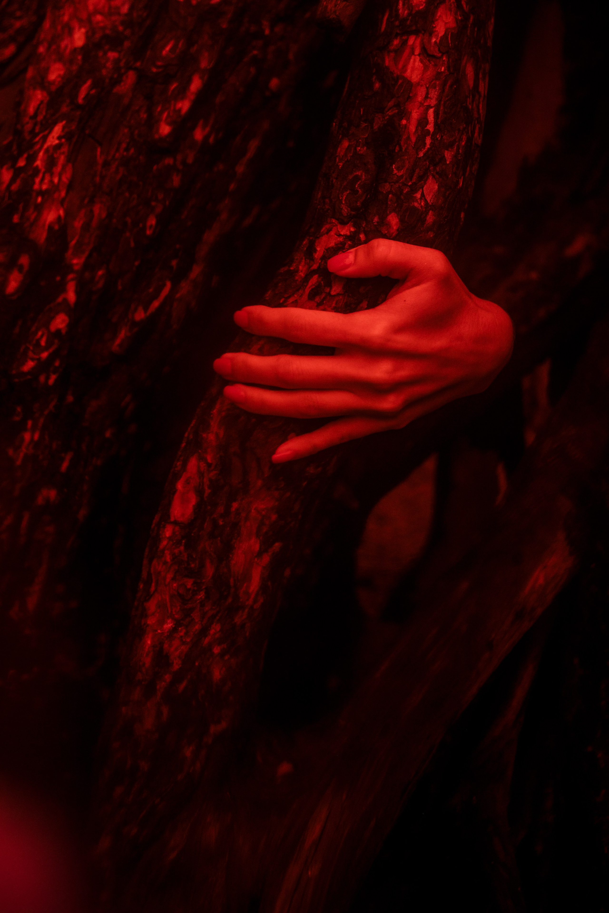 Сосны. Ольга Пилант. АРТ, бэкстейдж, свадебная и семейная фотография, городской портрет, интерьерная фотография