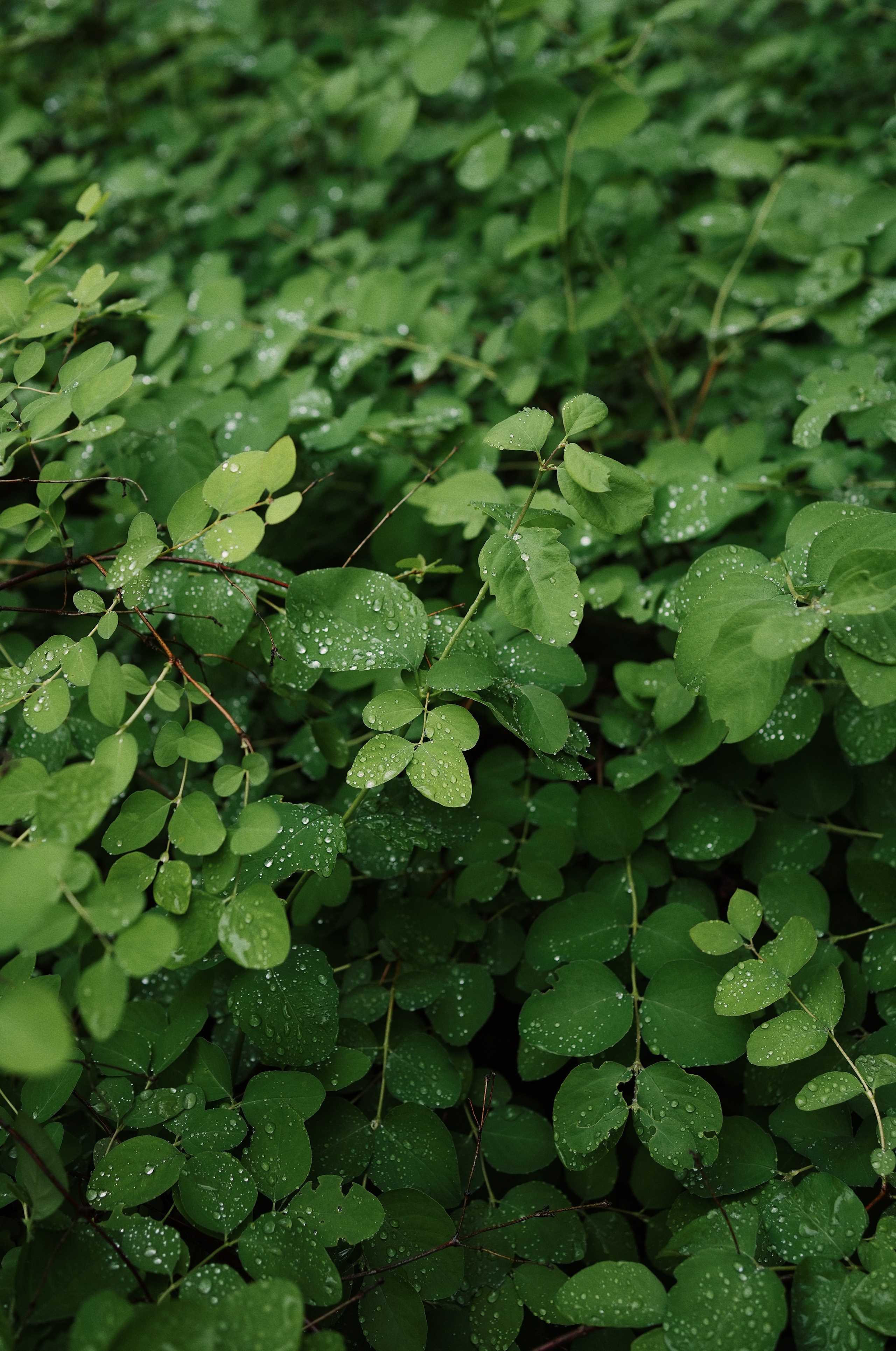 Botanical garden cards. Ксения Копна. Фотограф из Санкт-Петербурга
