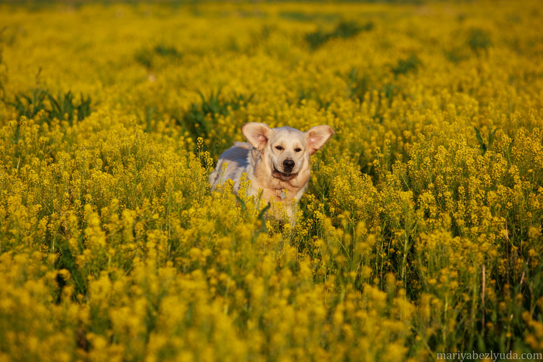 На природе. Семейный и детский фотограф в Москве Мария Быкова