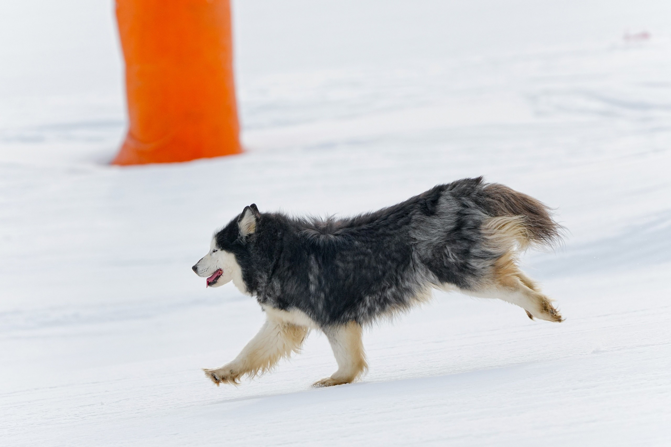 Шуколово. Приз Губернатора МО, GS, 2024. Фотограф Студитский Евгений
