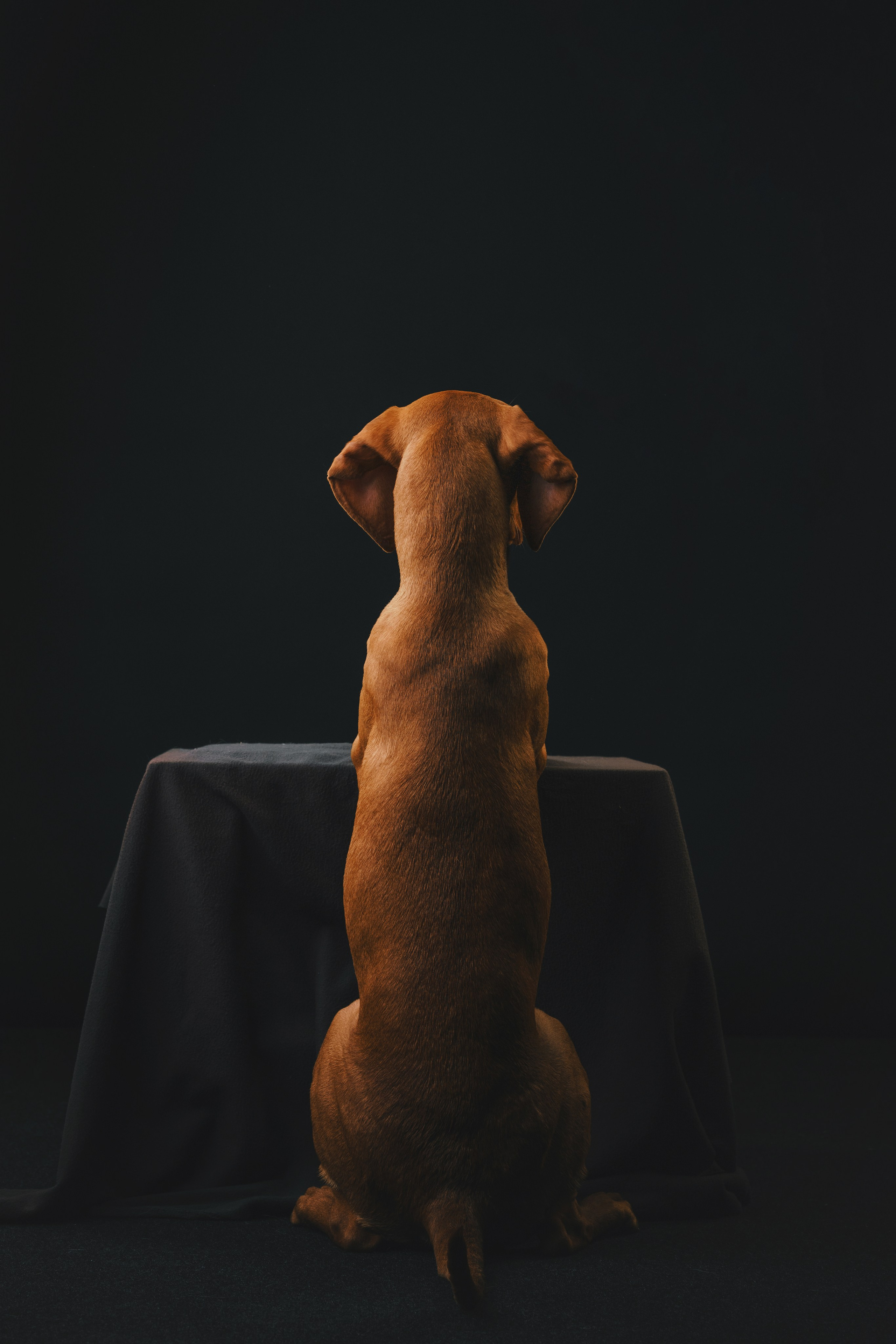 Выжла Гая. Фотограф анималист Осипчикова Мария