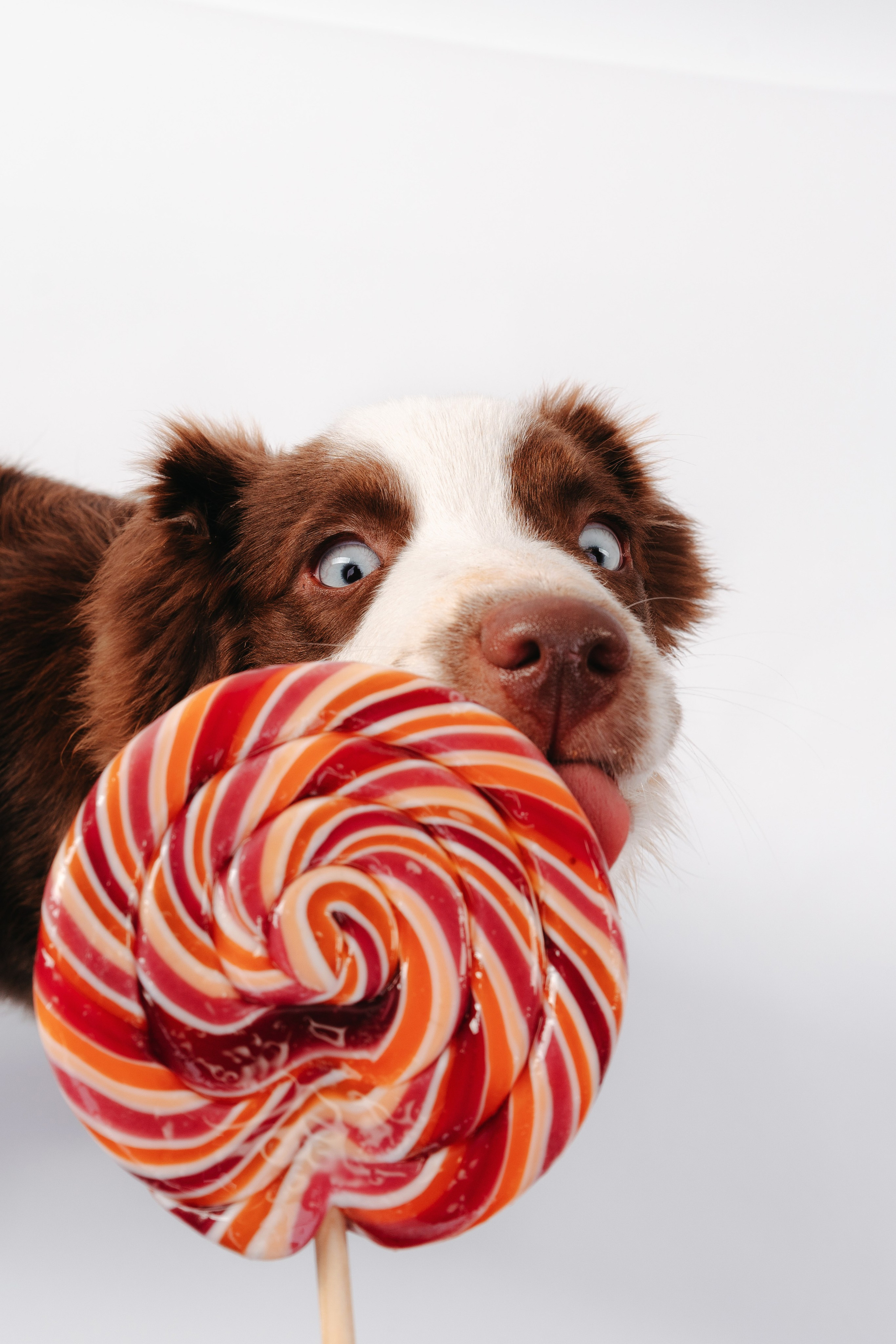 Миниаусси Дайс. Фотограф анималист Осипчикова Мария