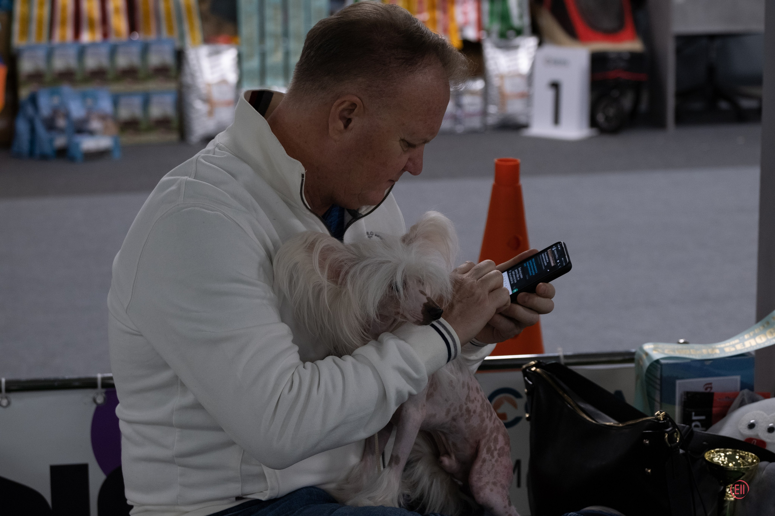 Праздник породы «Яркий мир китайских хохлатых собак». Питомник китайских хохлатых собак Poale Ell: купить щенка