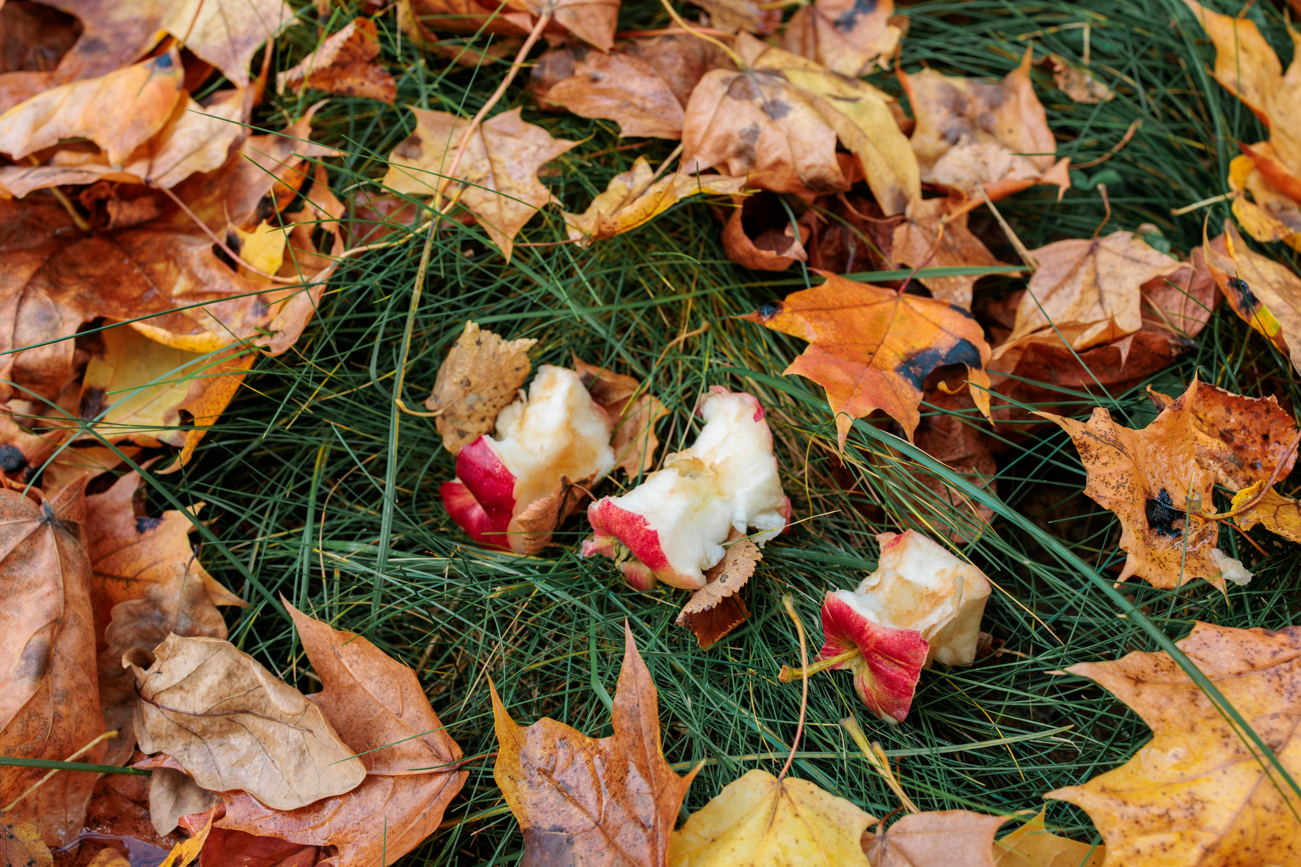 Осенняя фотосъемка в Пушкино Московской области