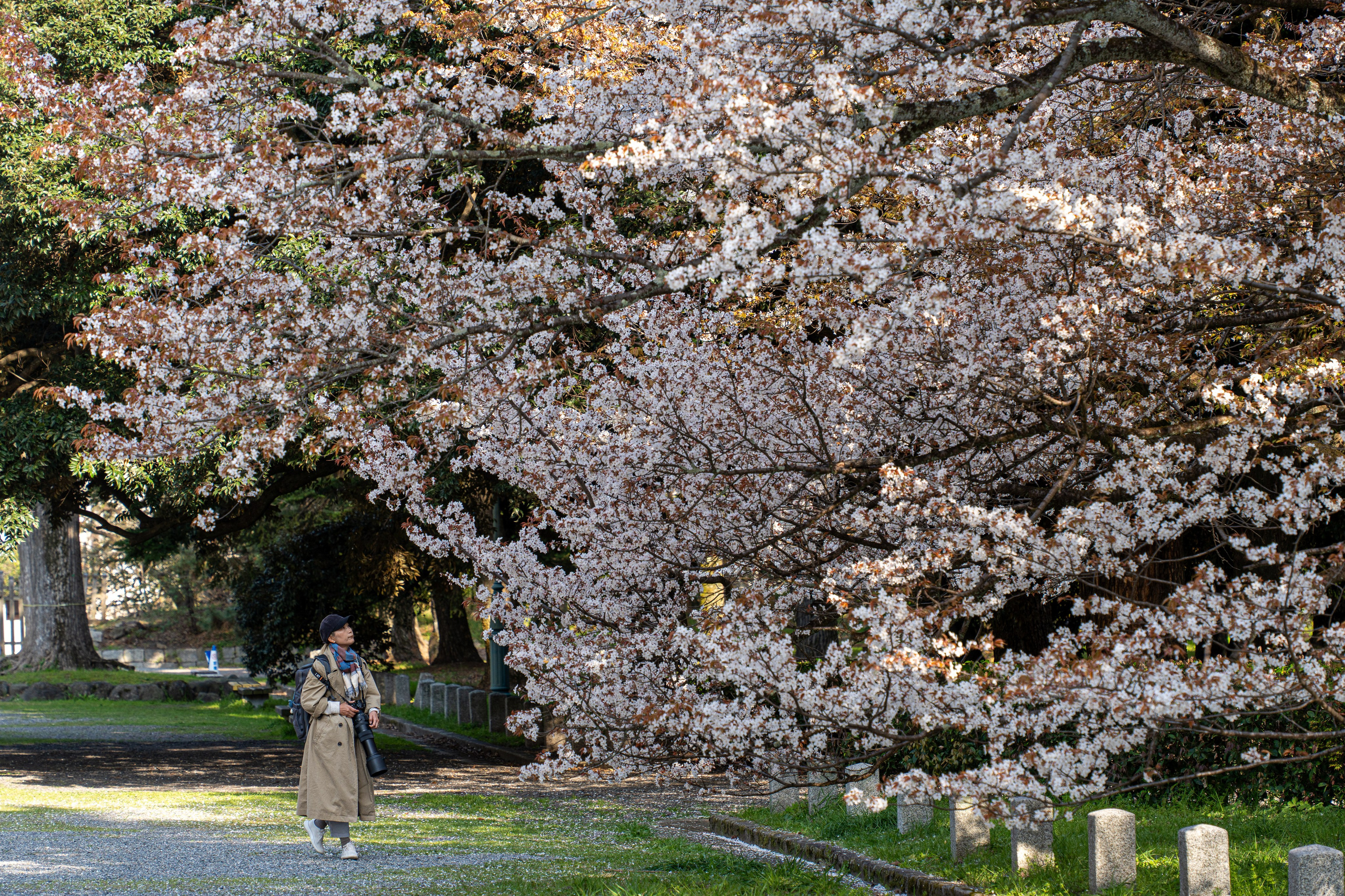 Япония, сакура. Творческие сьемки