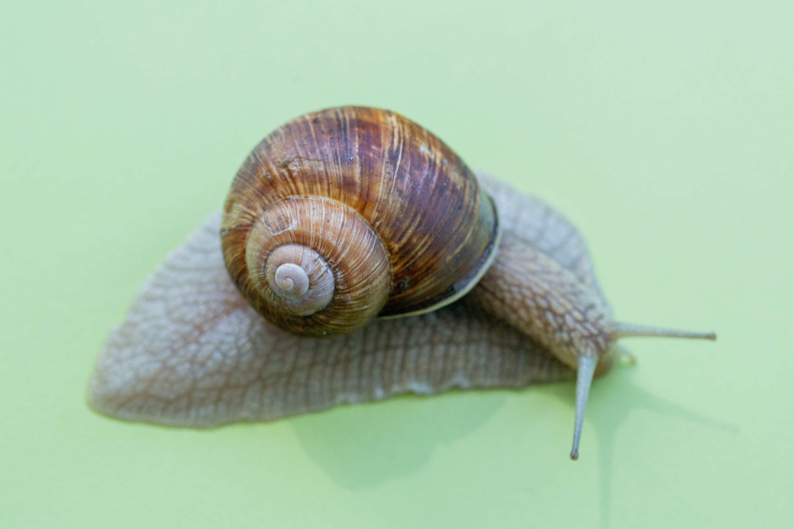 Фото Животных. Студия Максима Белослюдцева