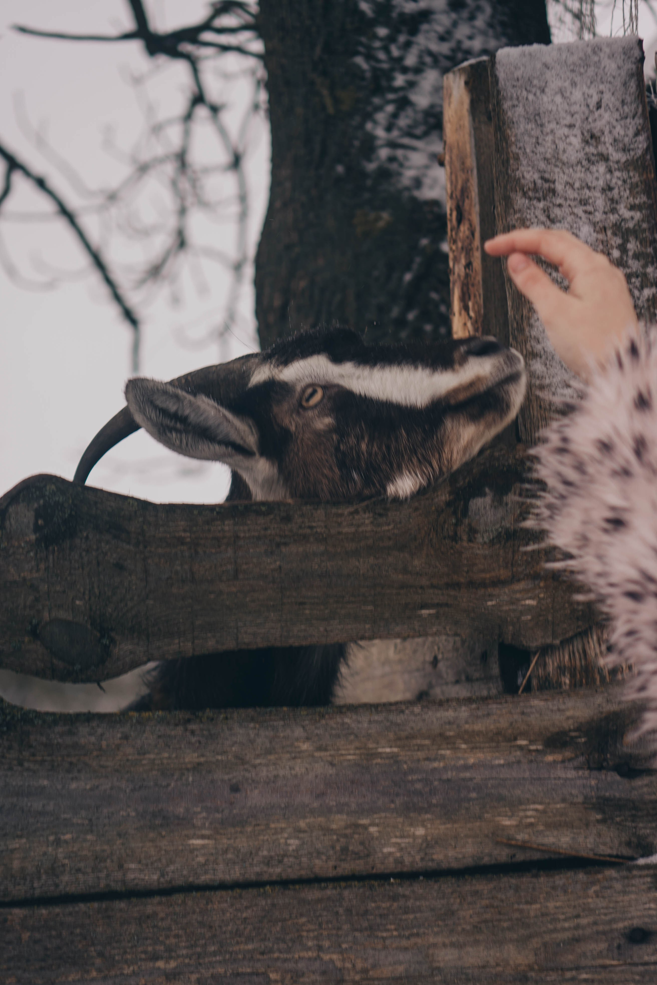 Деревня. Профессиональный фотограф, Санкт-Петербург — Виктория Богомолова