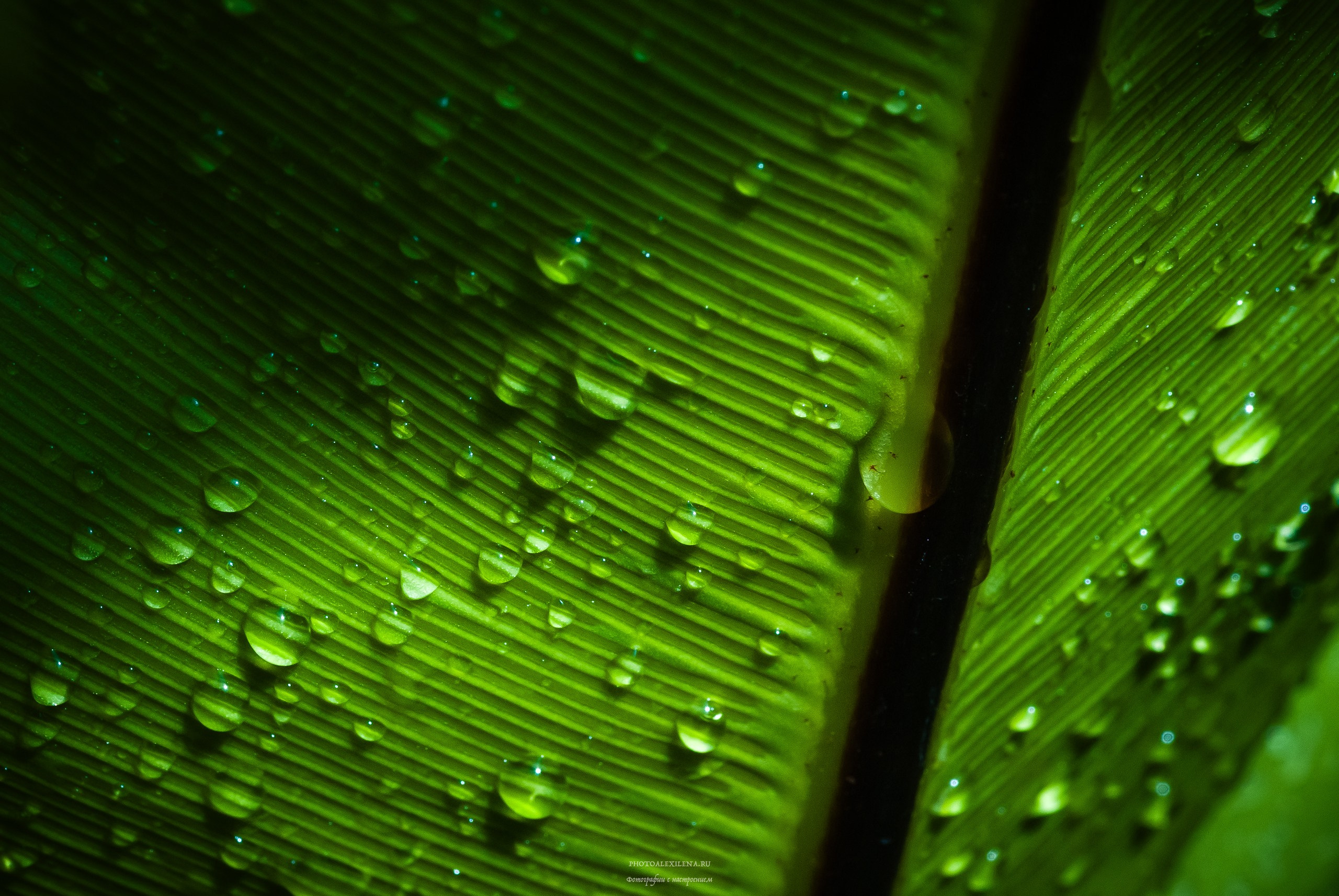 Капли, капелюшки. Авторские стильные фотокартины