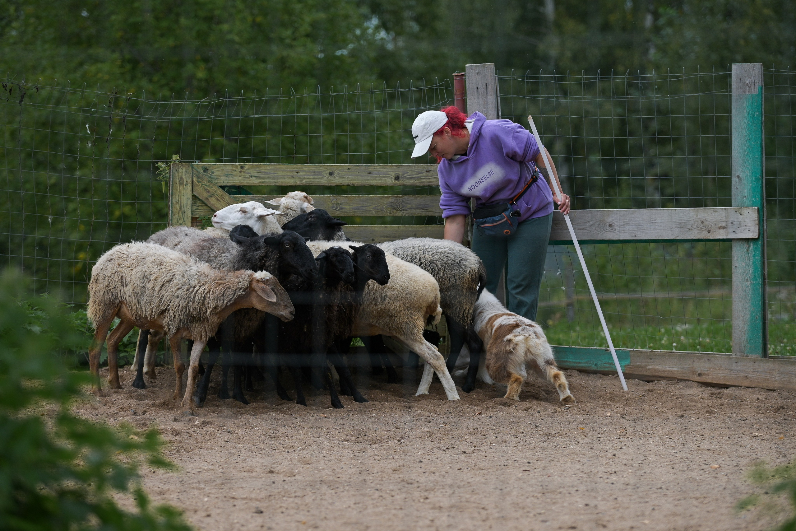 Пастьба собак. Творческий фотограф Вологда