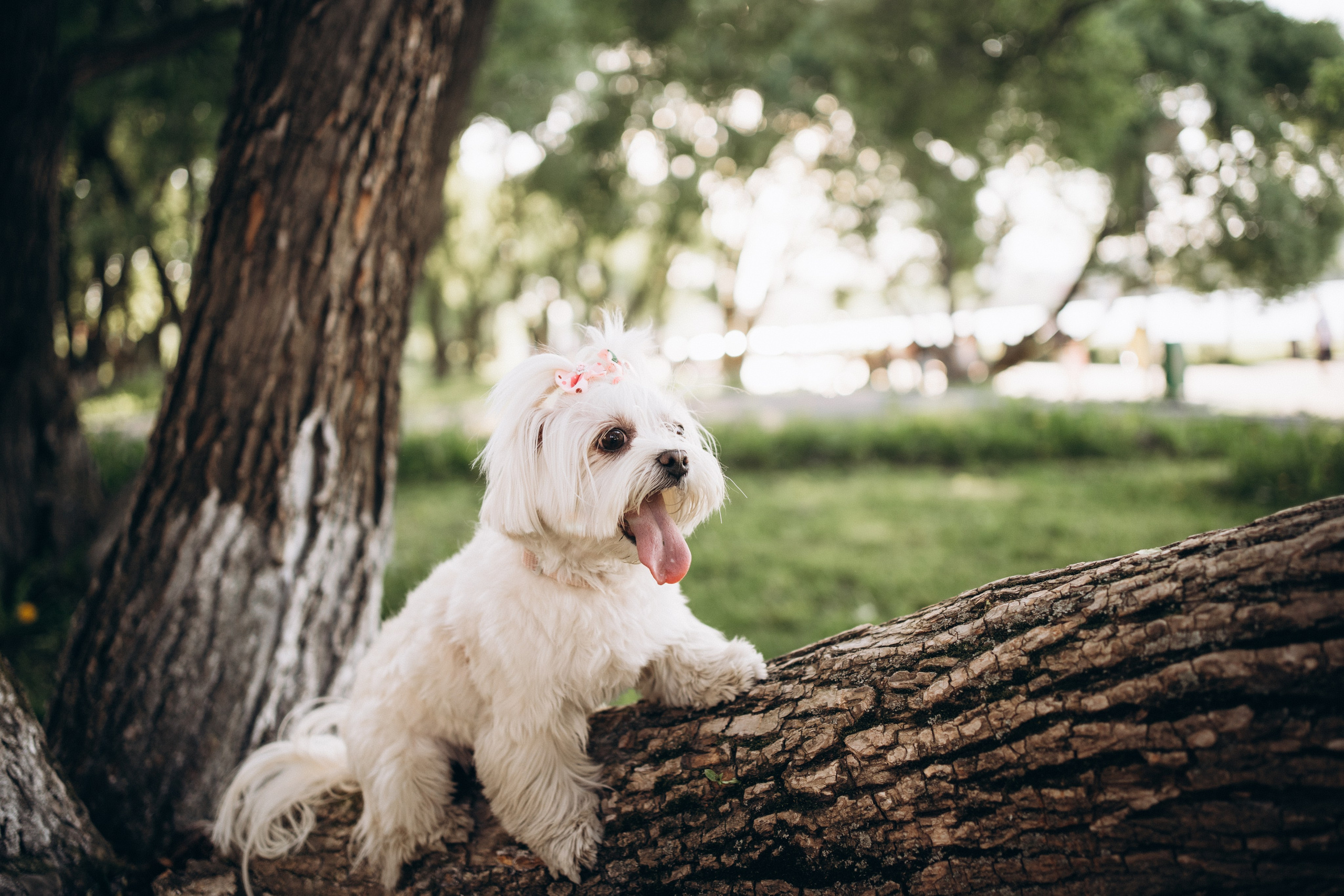 Лиза. Фотограф-анималист Анастасия Большакова