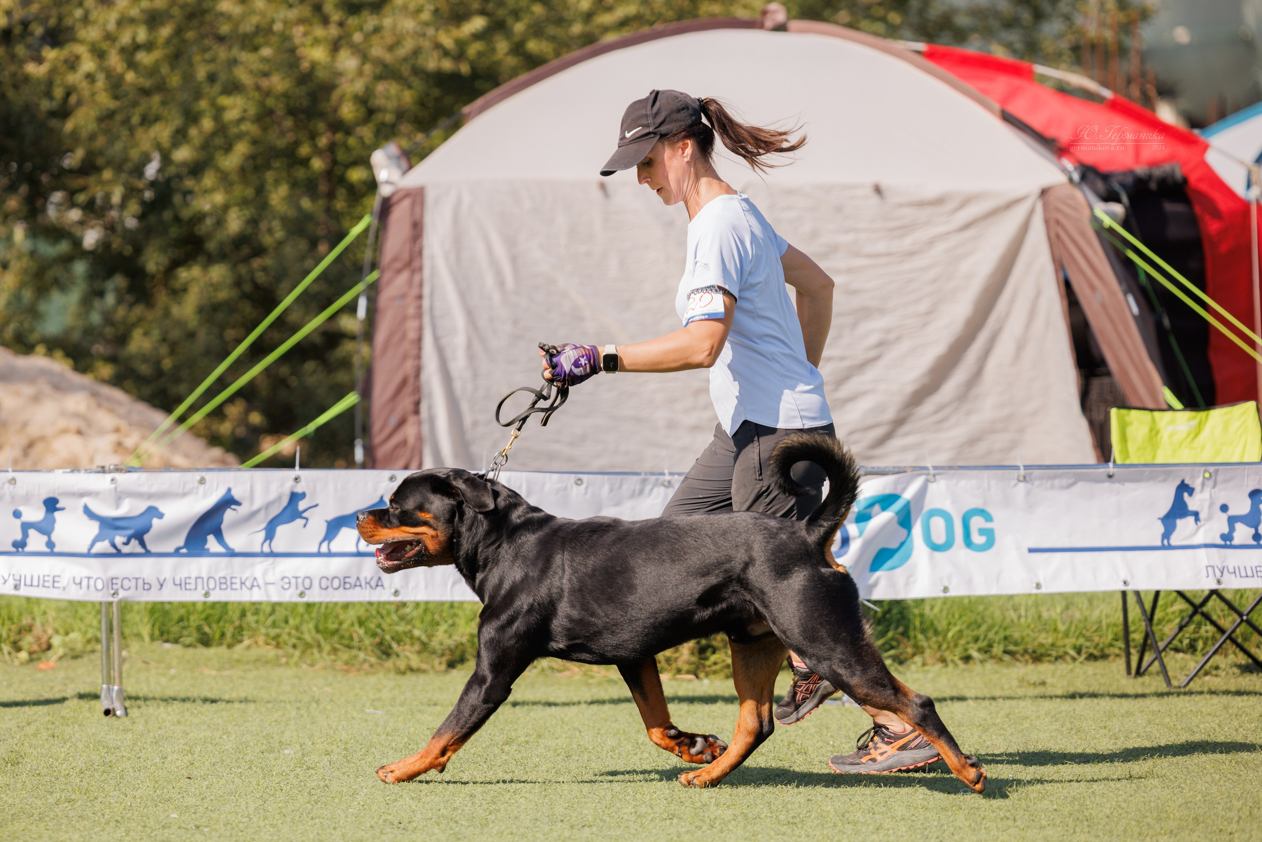Анапа ротвейлеры 14-15.09.2024. Фотограф-анималист Юлия Германика