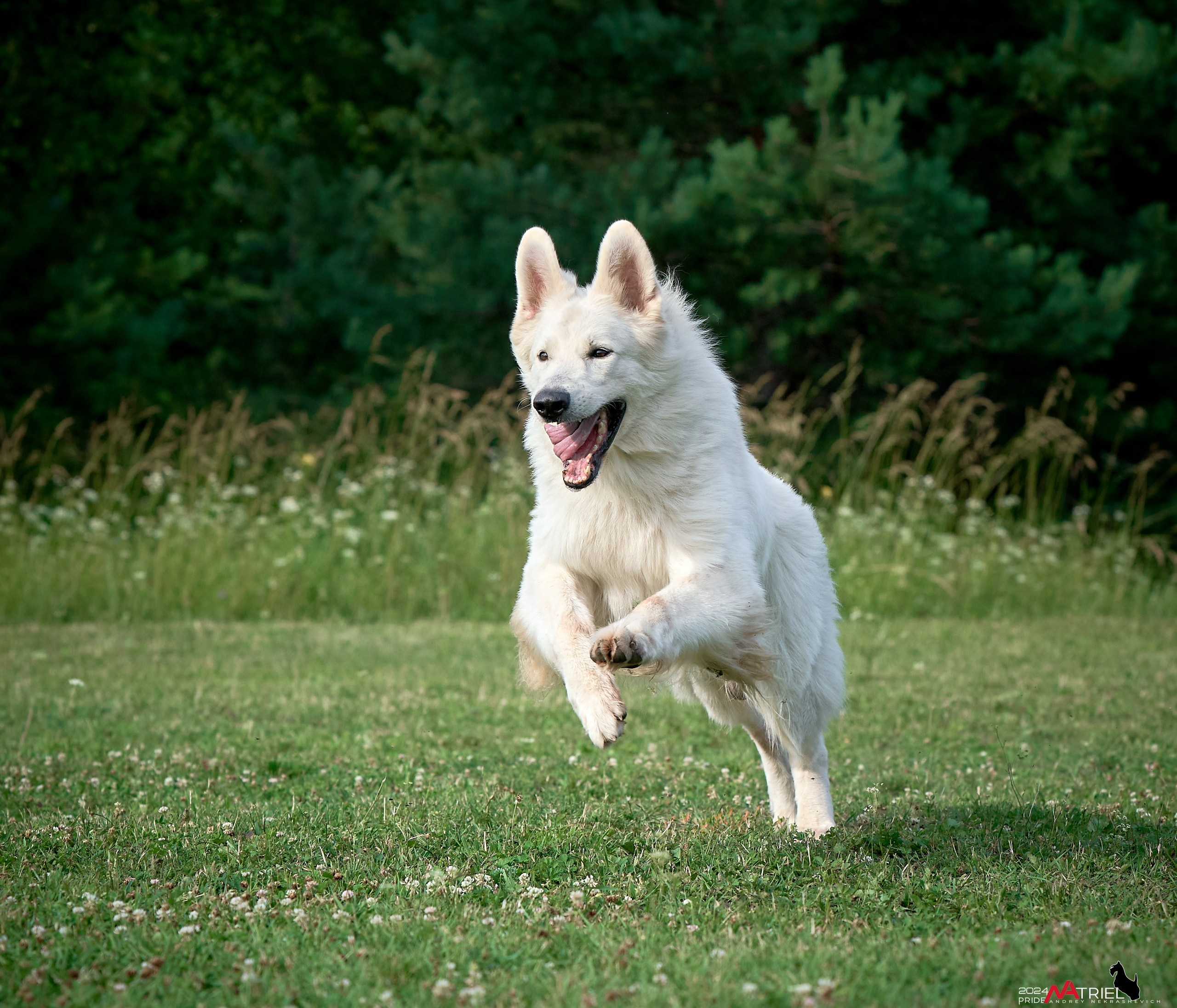 Репортаж из кинологического лагеря