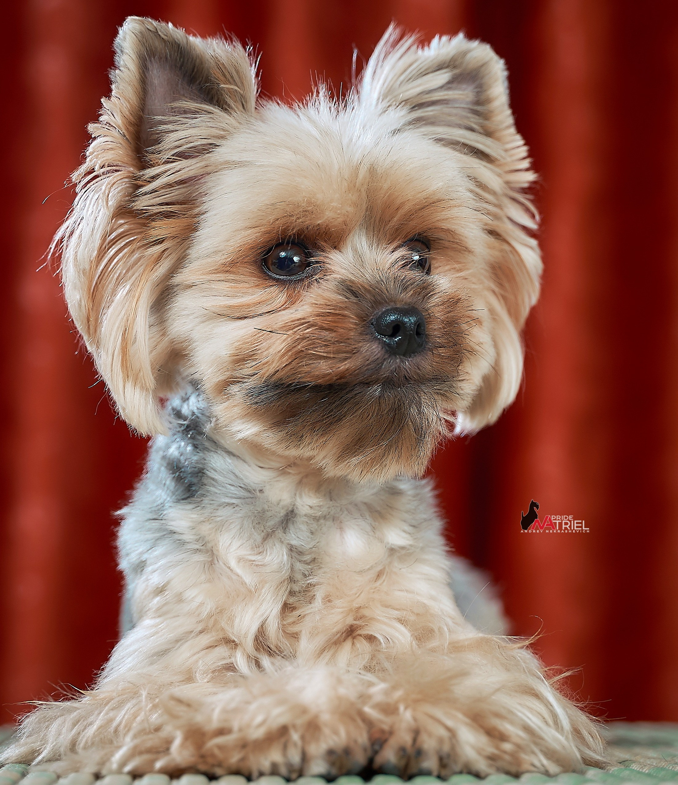 Йоркширский терьер Циля