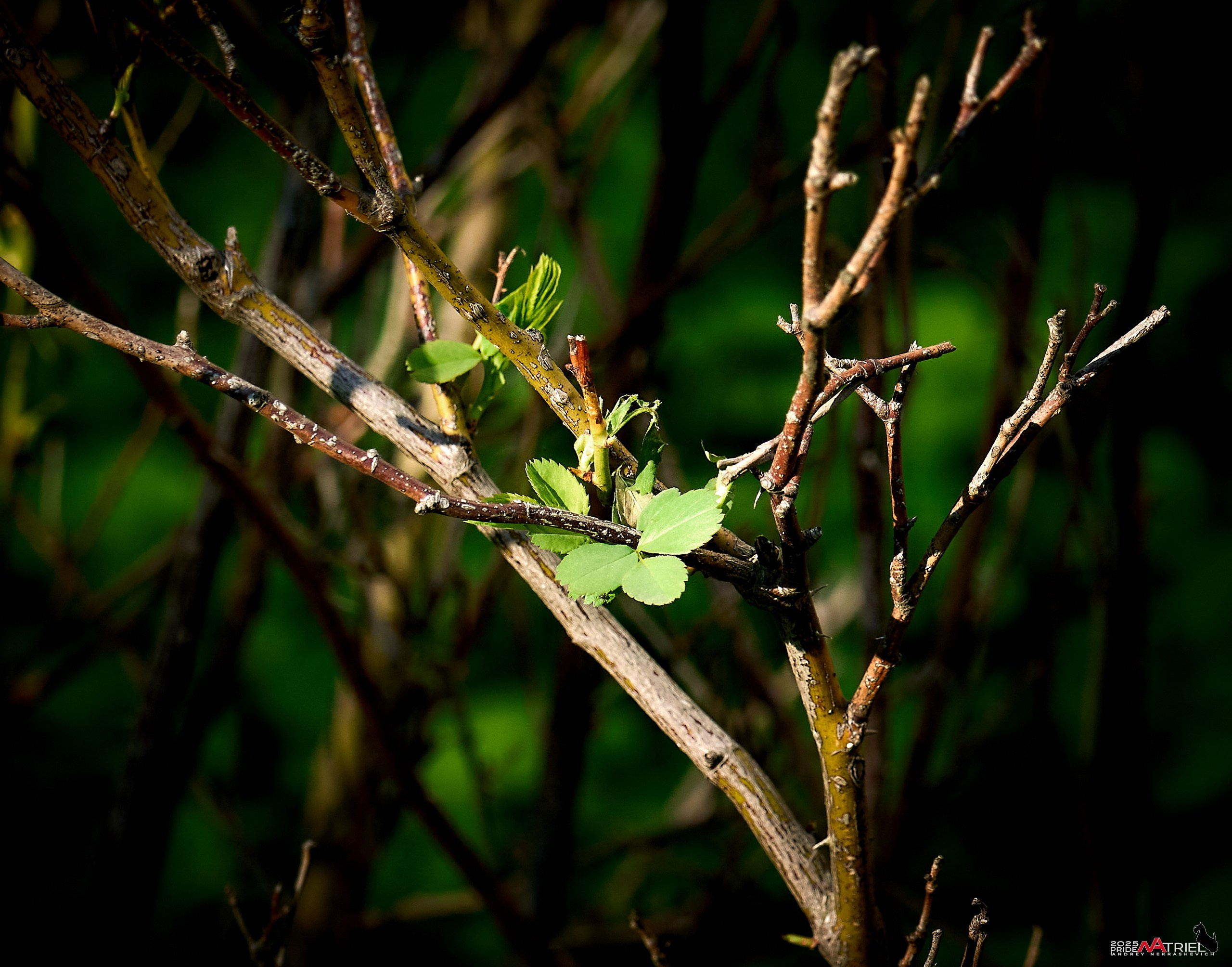 Природа в апреле. Всё в цветении!