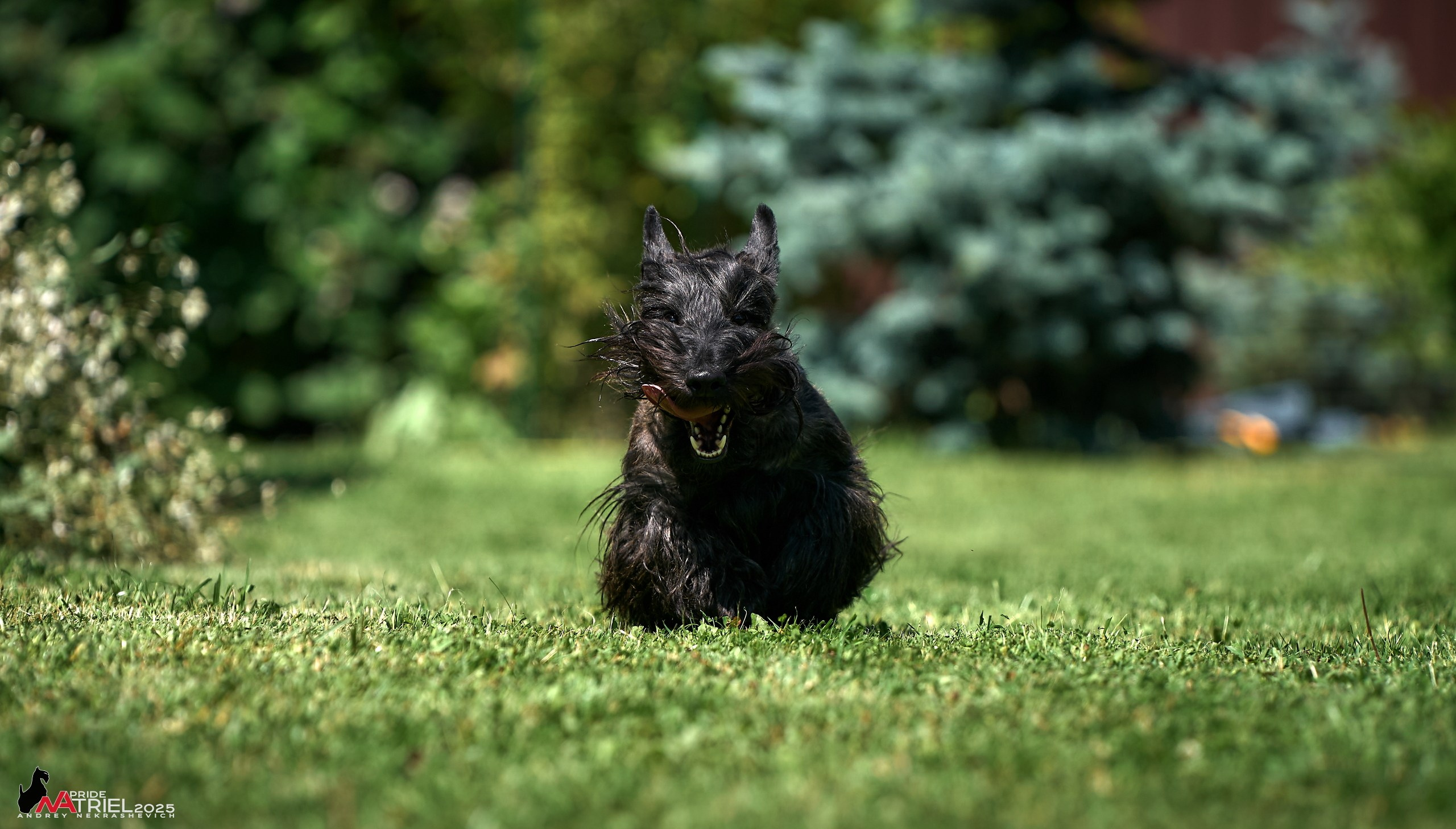 Алабаи и скотч-терьеры в питомнике у Ольги
