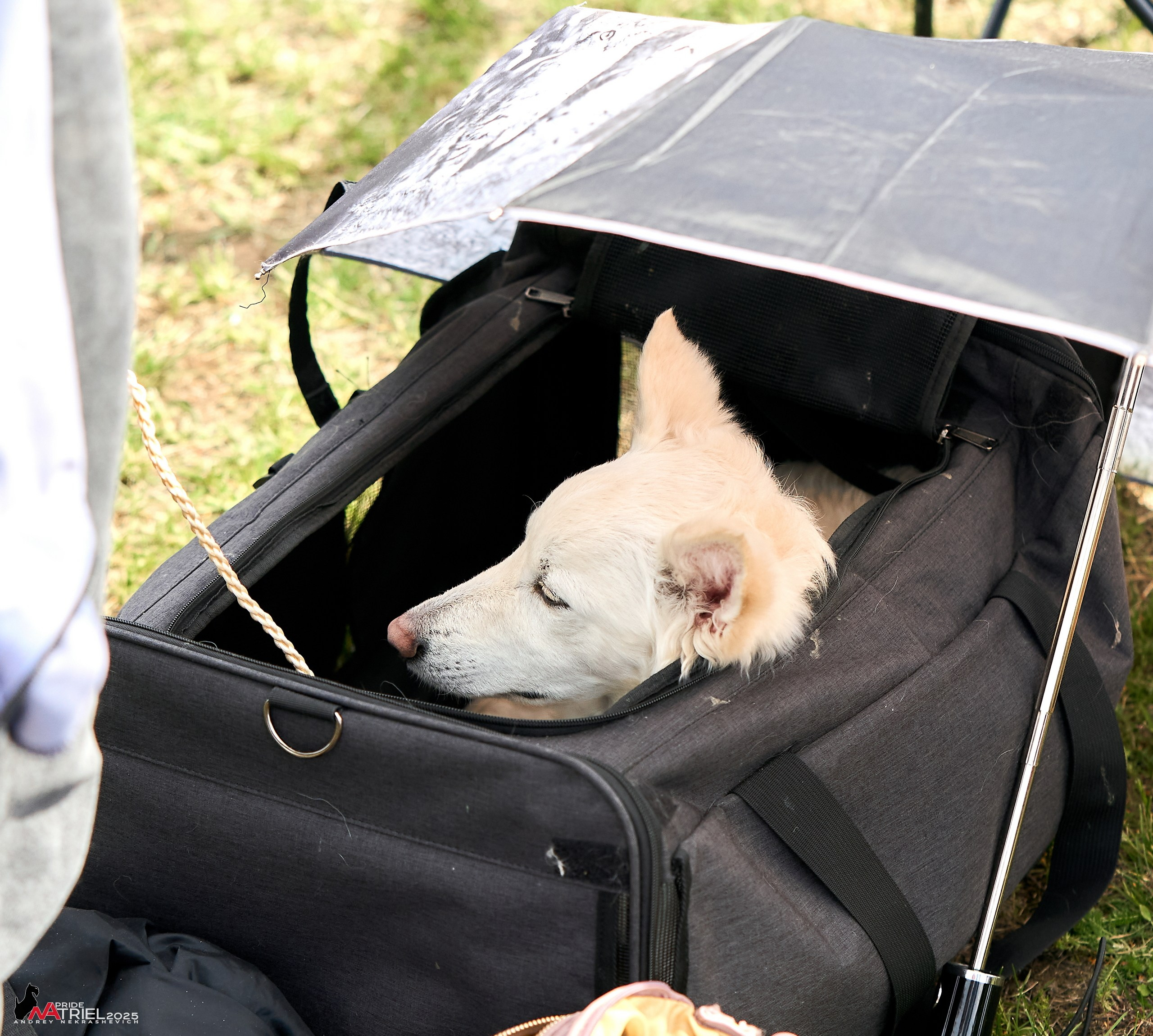 Выставка собак Суздаль-Владимир