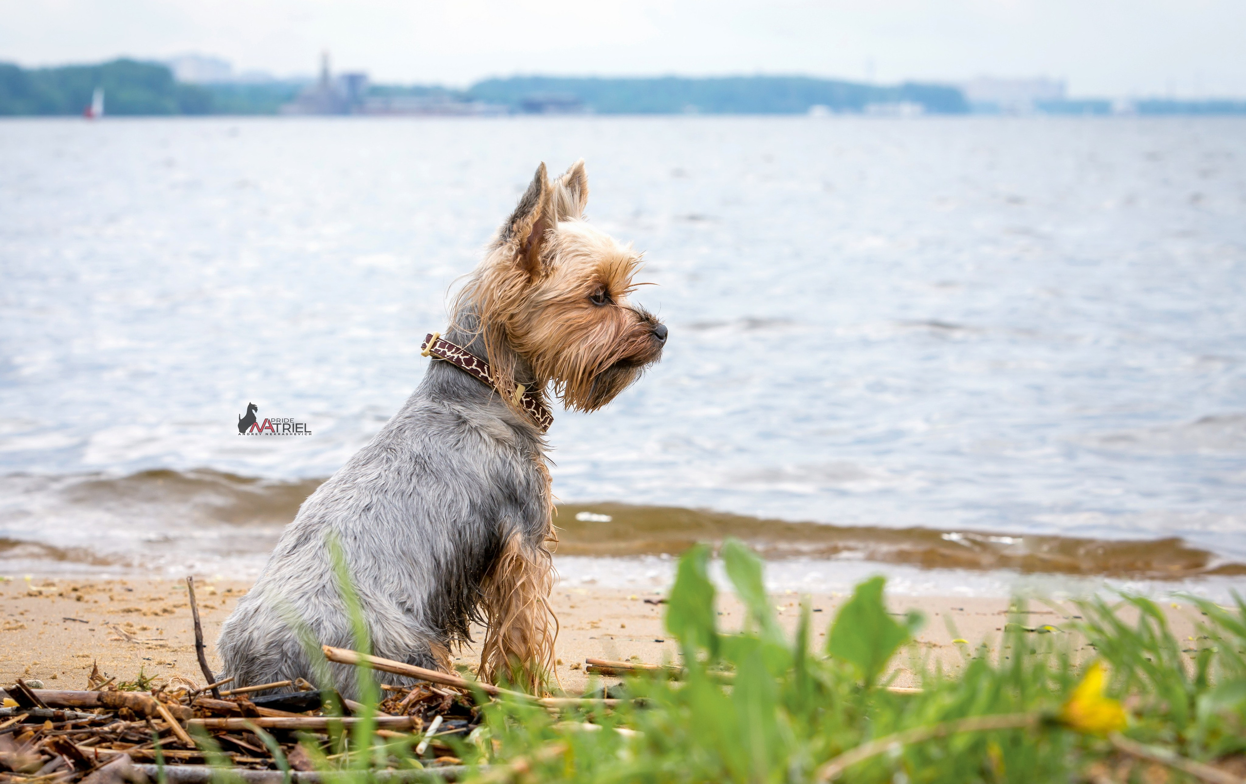Йоркширский терьер Циля