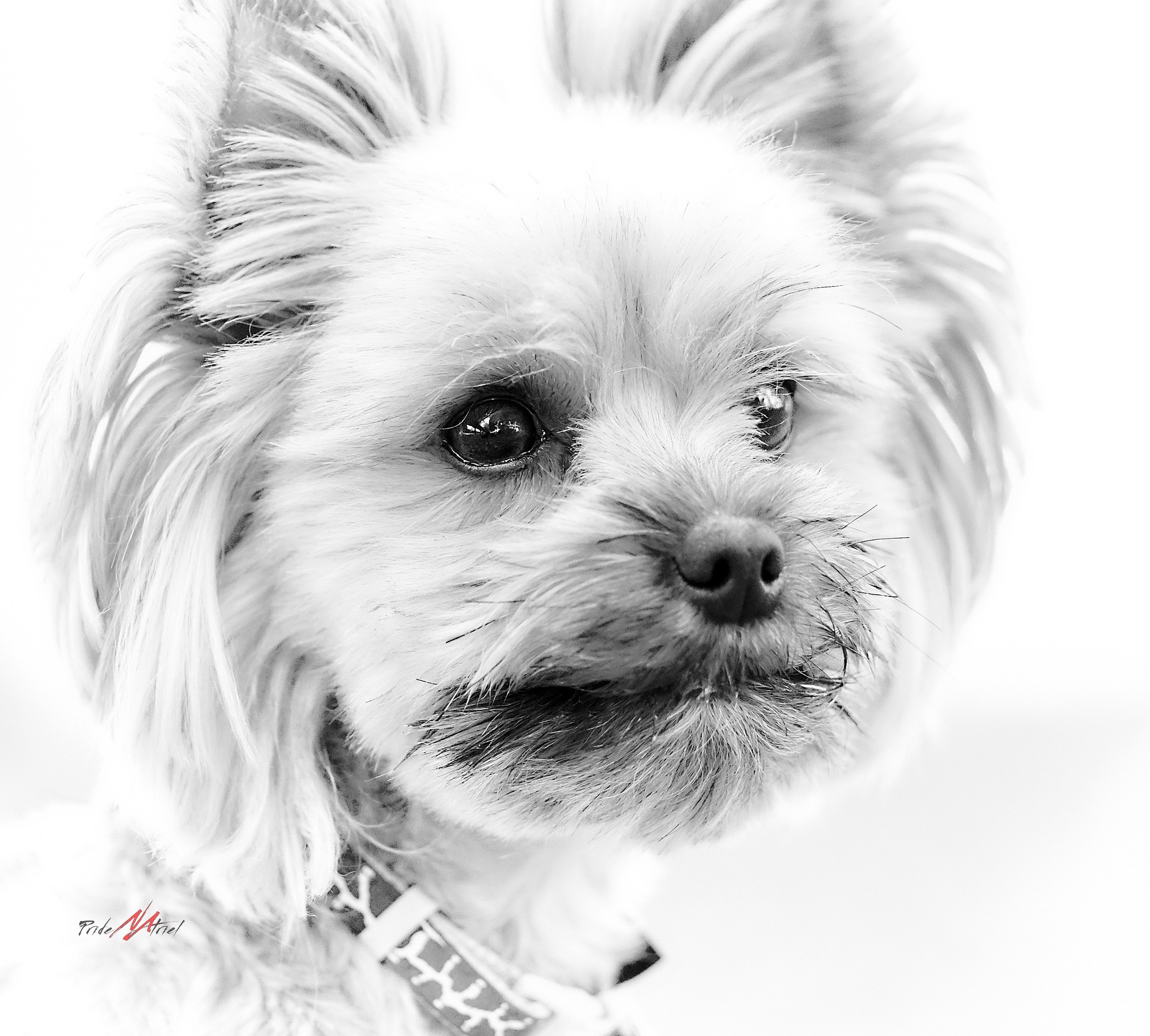 Йоркширский терьер Циля