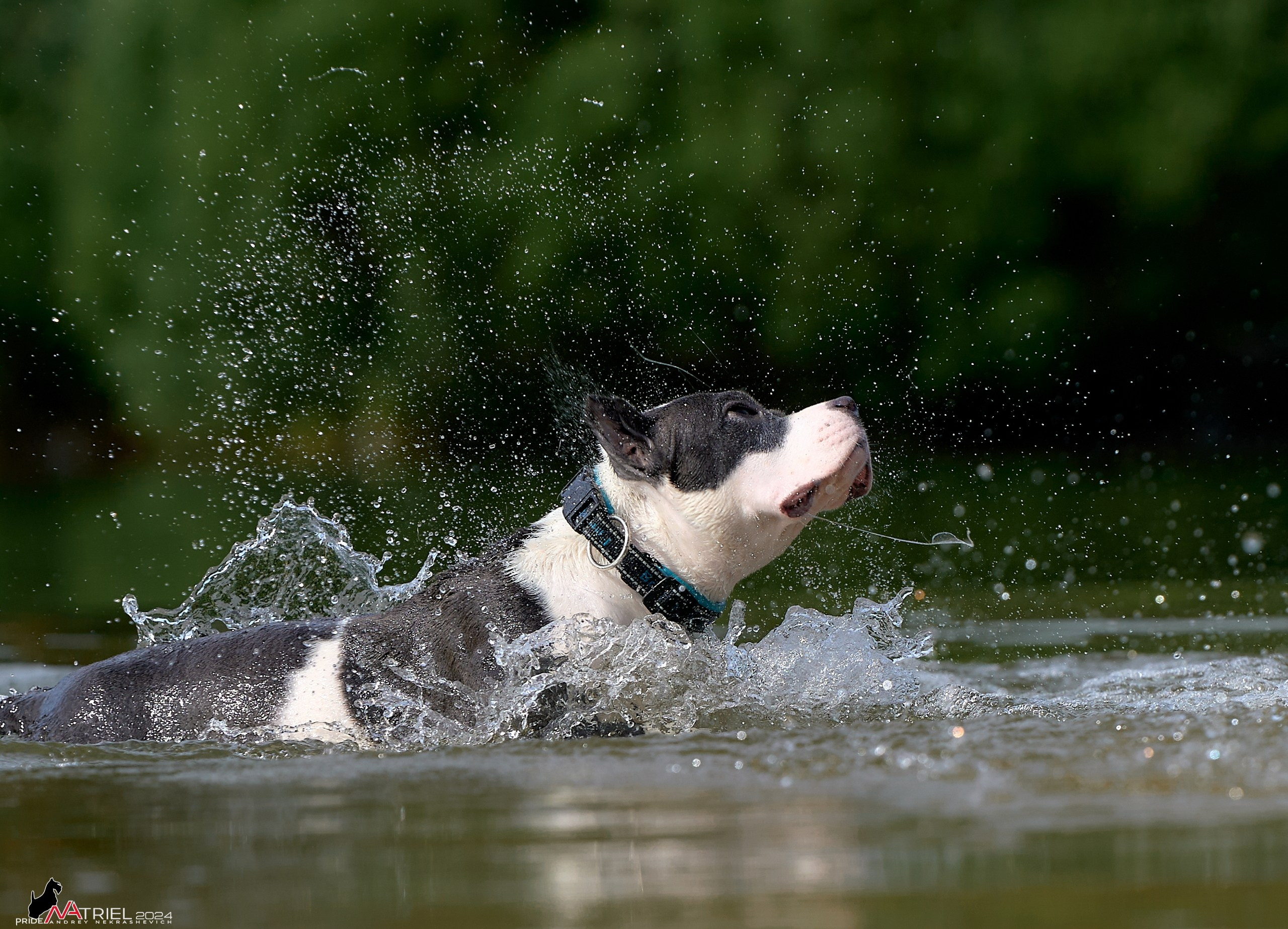 Фотопрогулка с булли