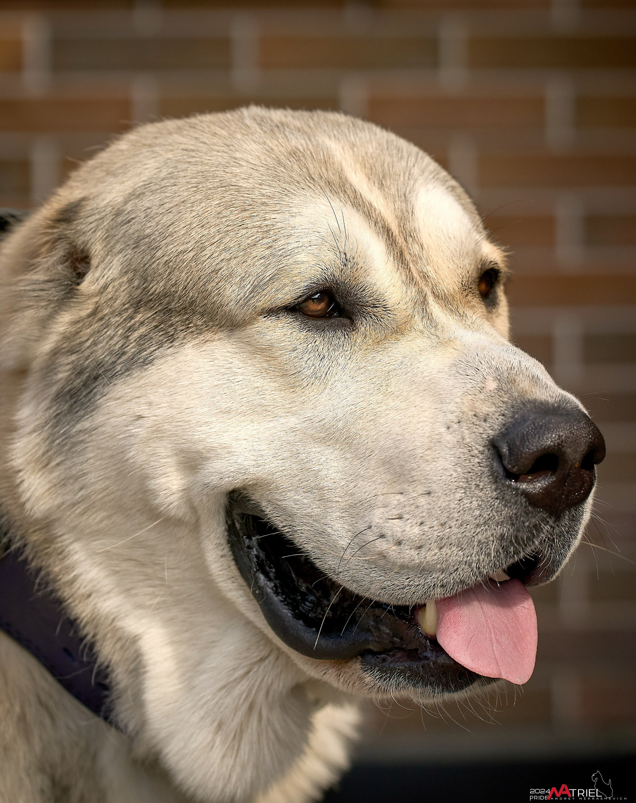 Съемка собак с выездом к Вам в дом