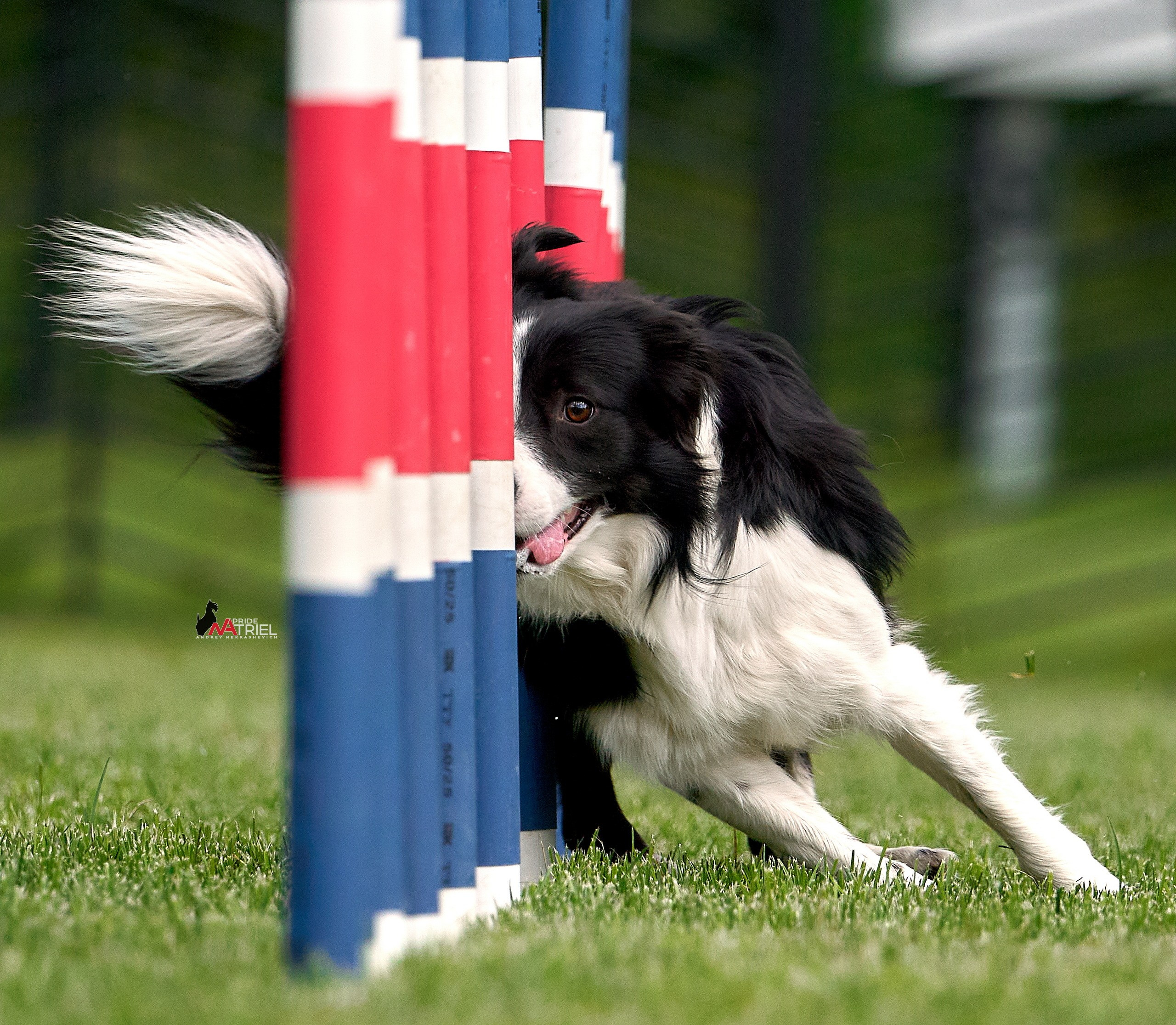 Аджилити — галерея NATRIEL