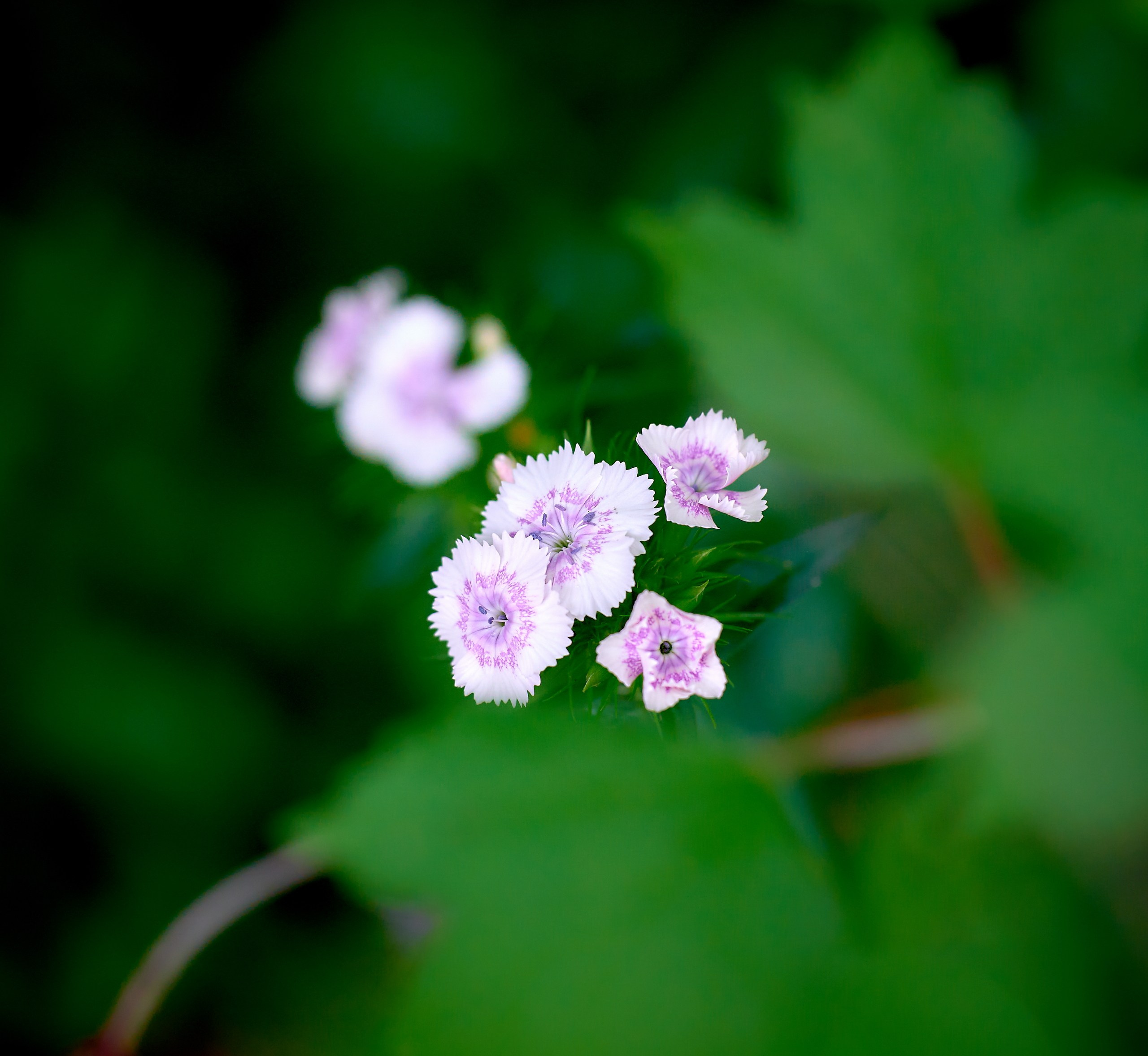 Лютики-цветочки — галерея NATRIEL