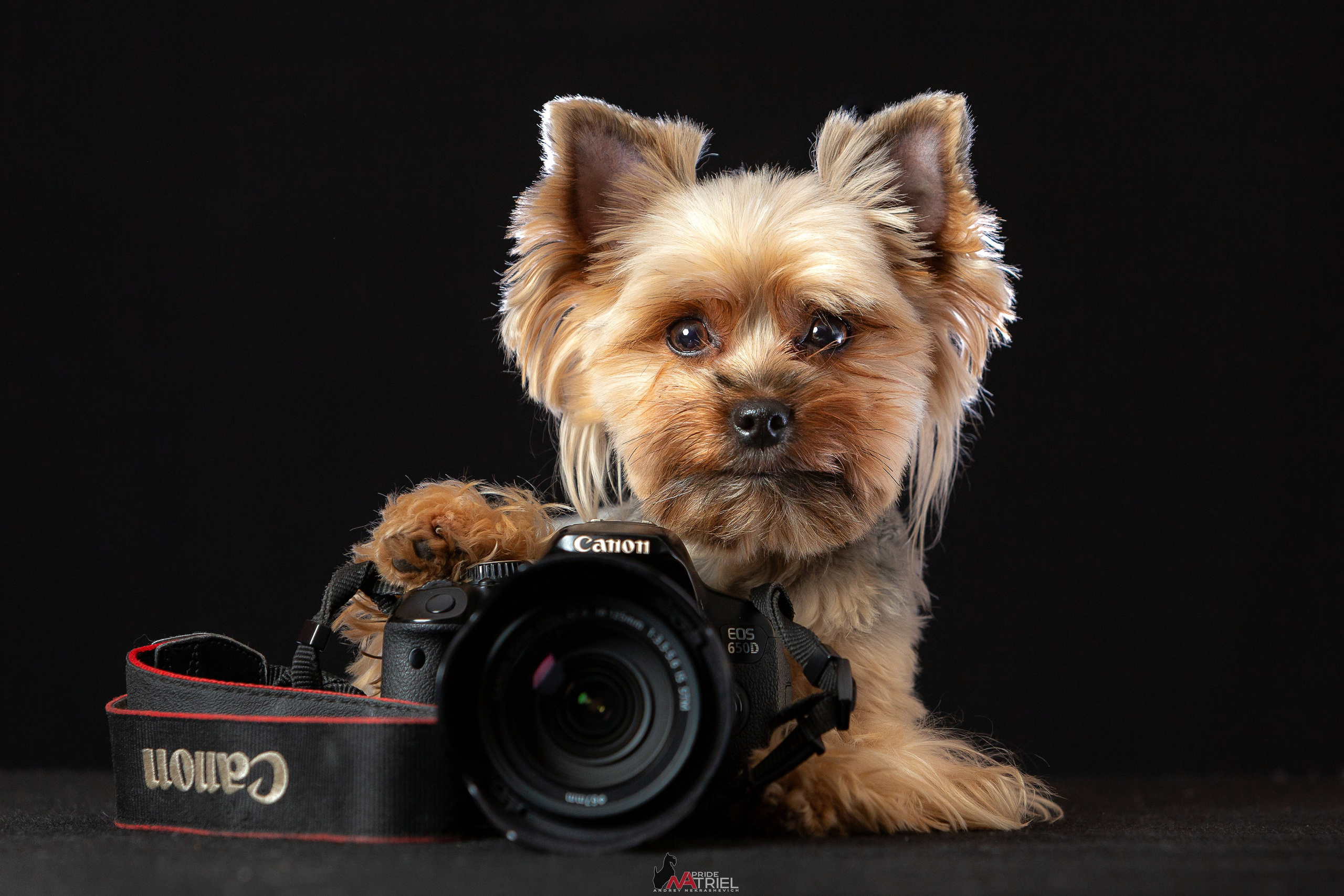 Йоркширский терьер Циля