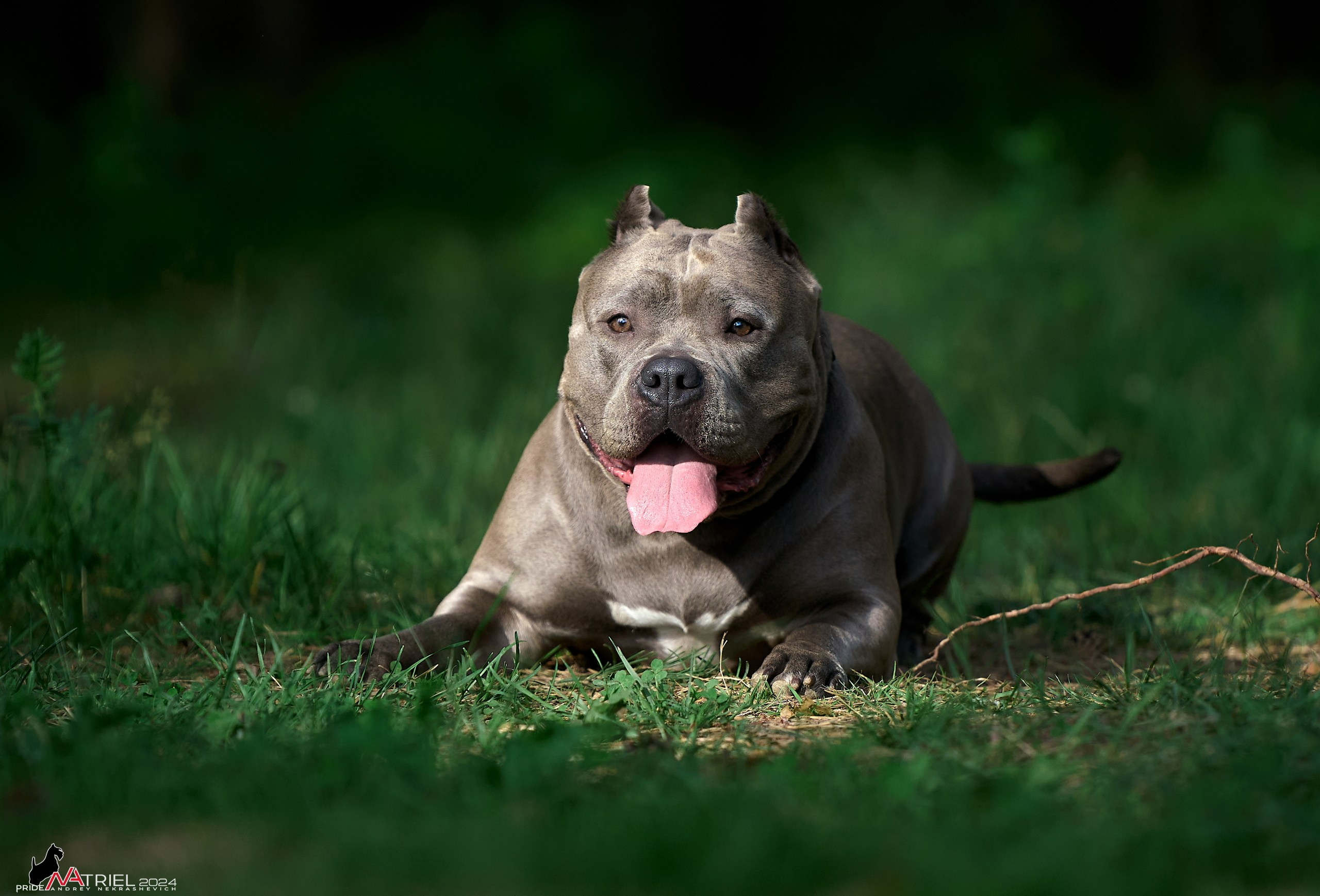 Фотопрогулка с булли