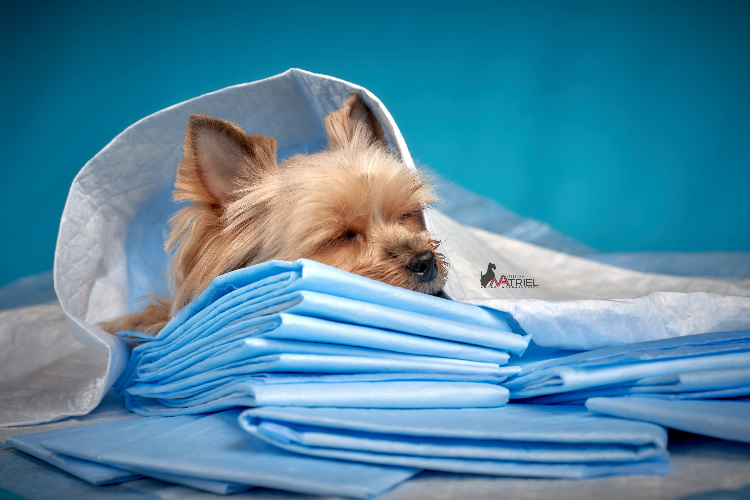 Реклама с животными — галерея NATRIEL