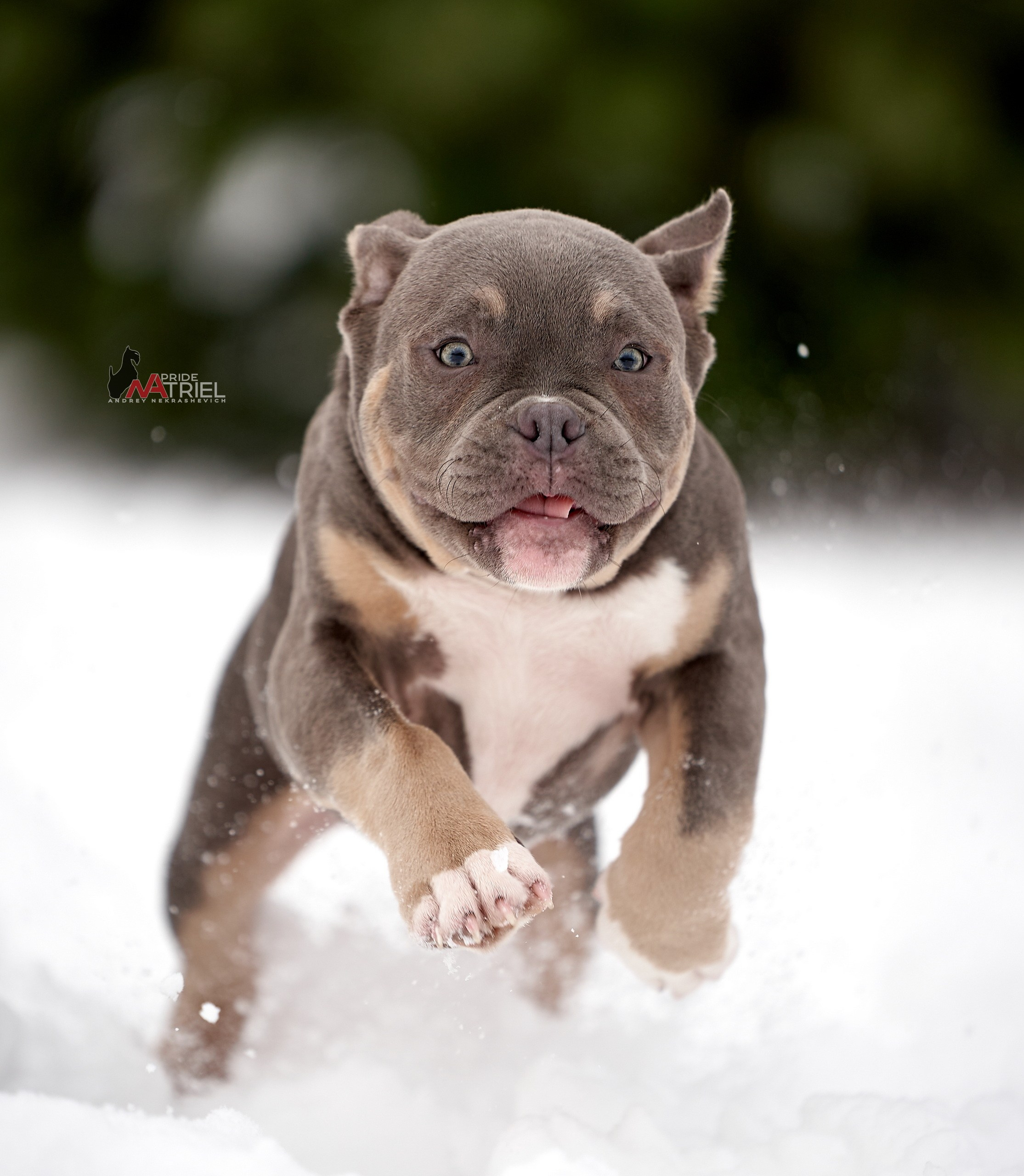 Щенки на прогулке — галерея NATRIEL