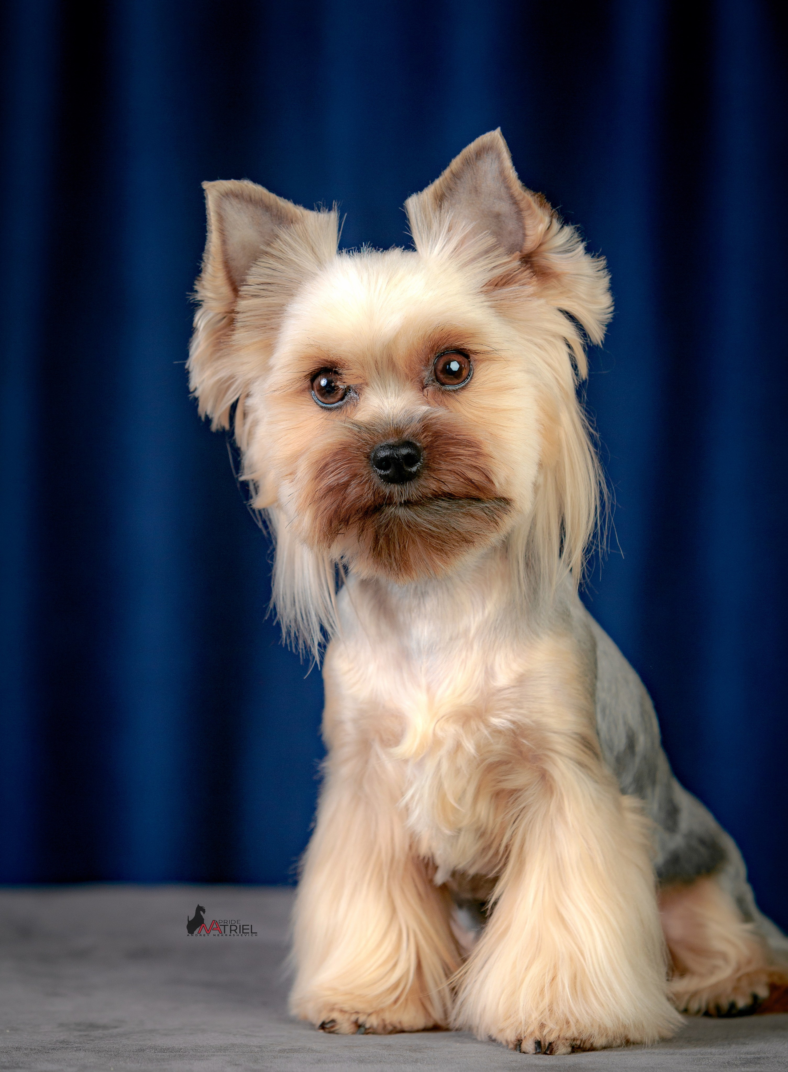 Йоркширский терьер Циля