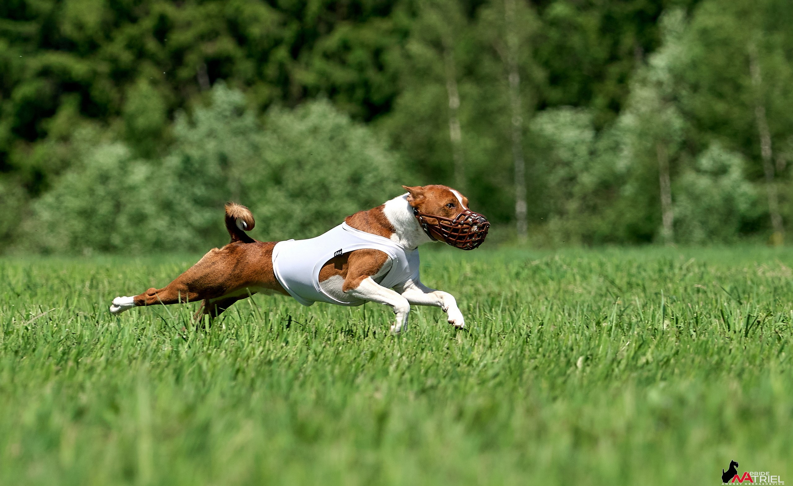 Съемка курсинг — галерея NATRIEL