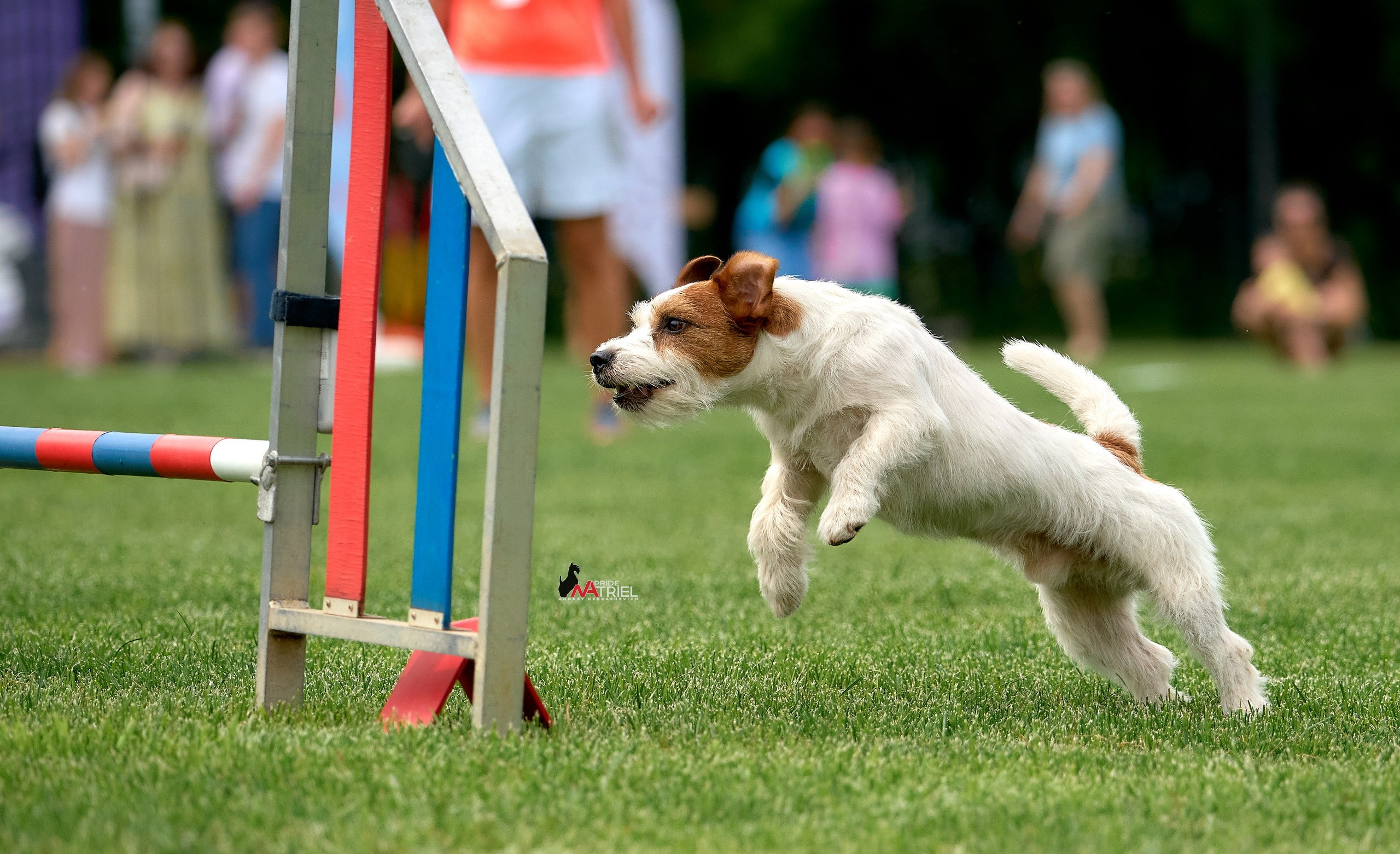 Аджилити — галерея NATRIEL