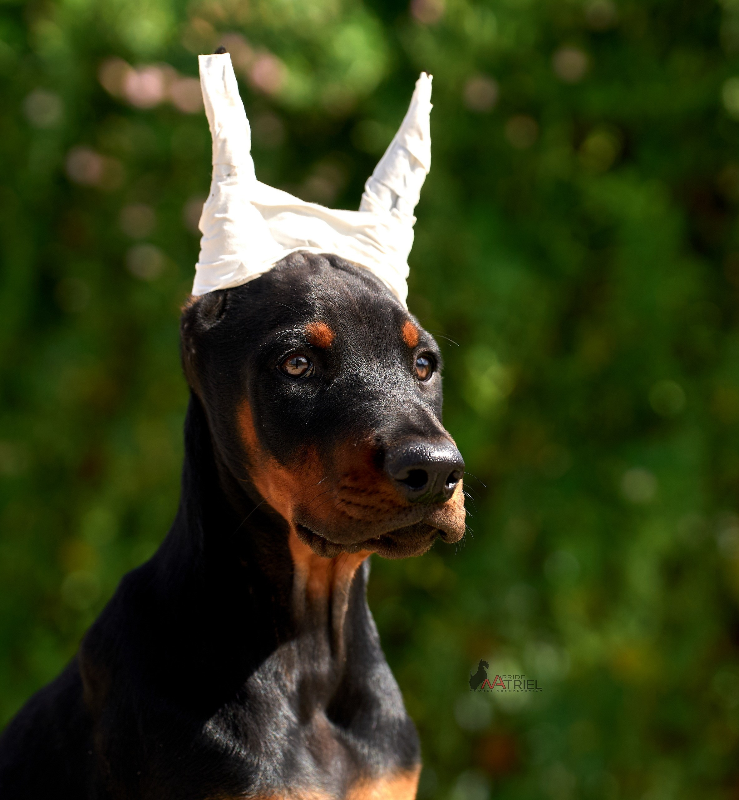 Щенки на прогулке — галерея NATRIEL