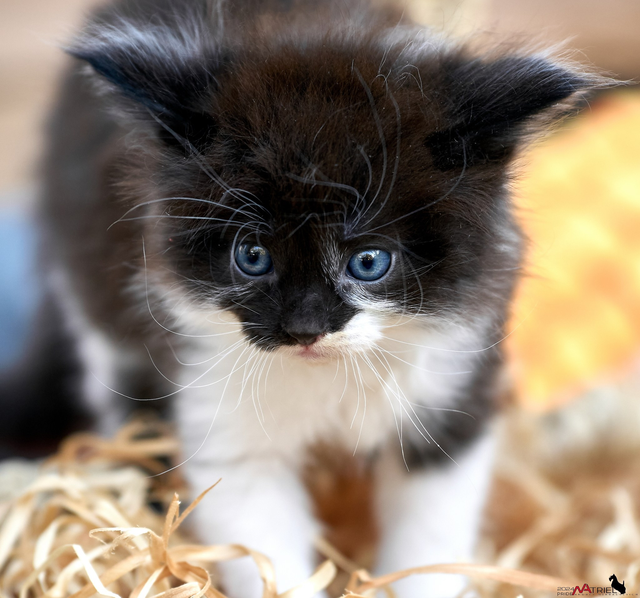 Домашние кошки — галерея NATRIEL