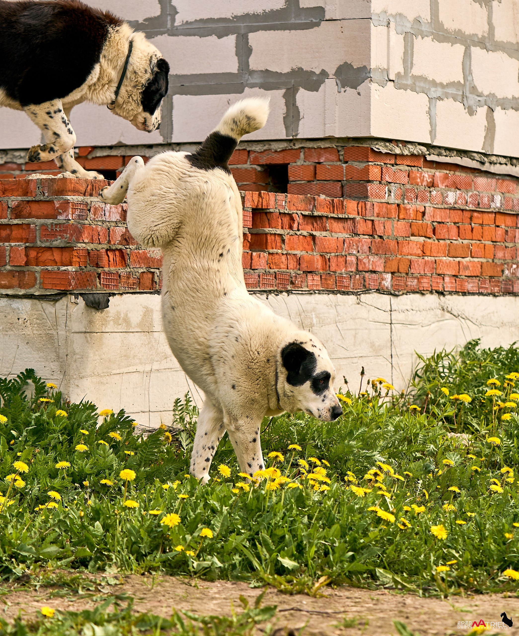 Съемка в питомнике