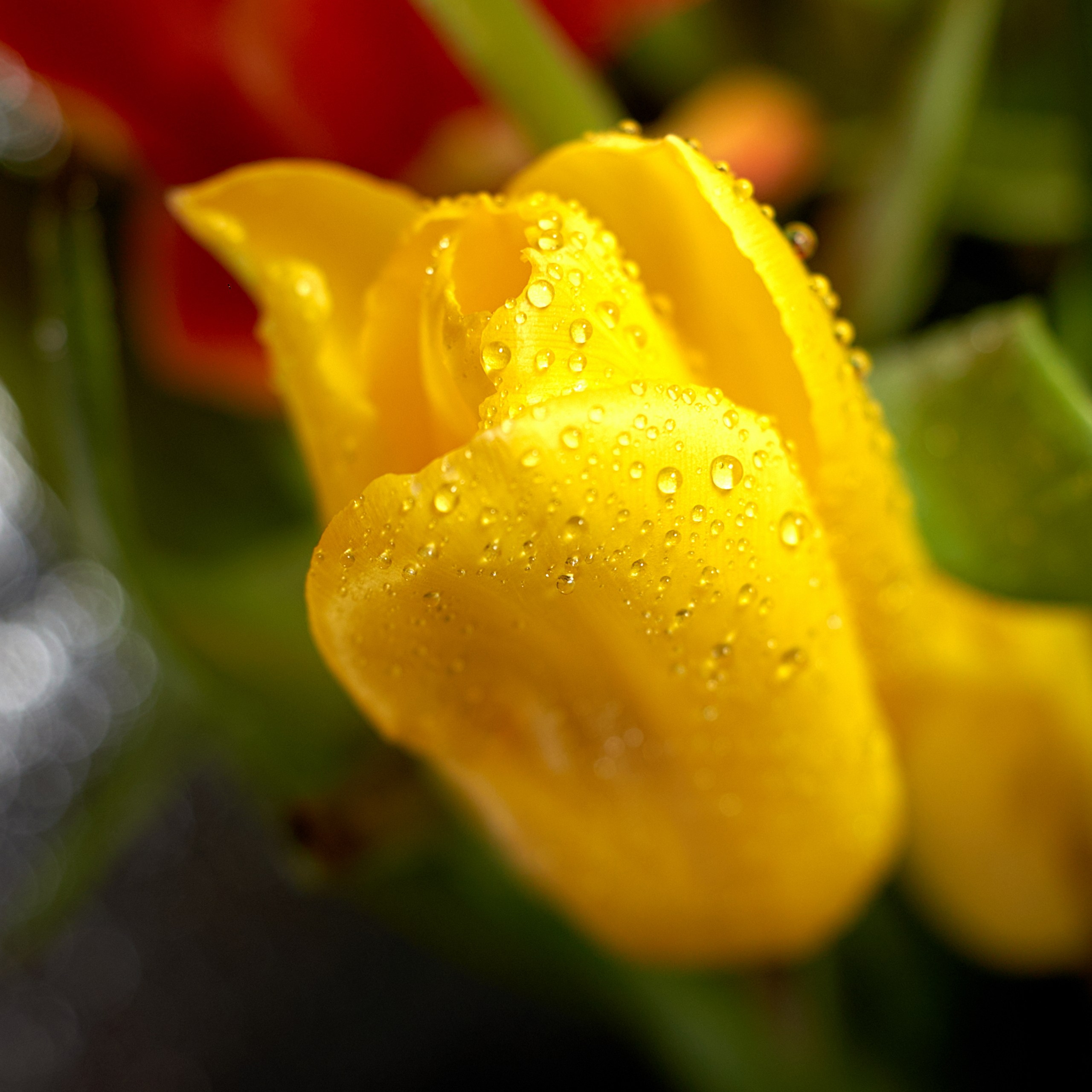 Лютики-цветочки — галерея NATRIEL