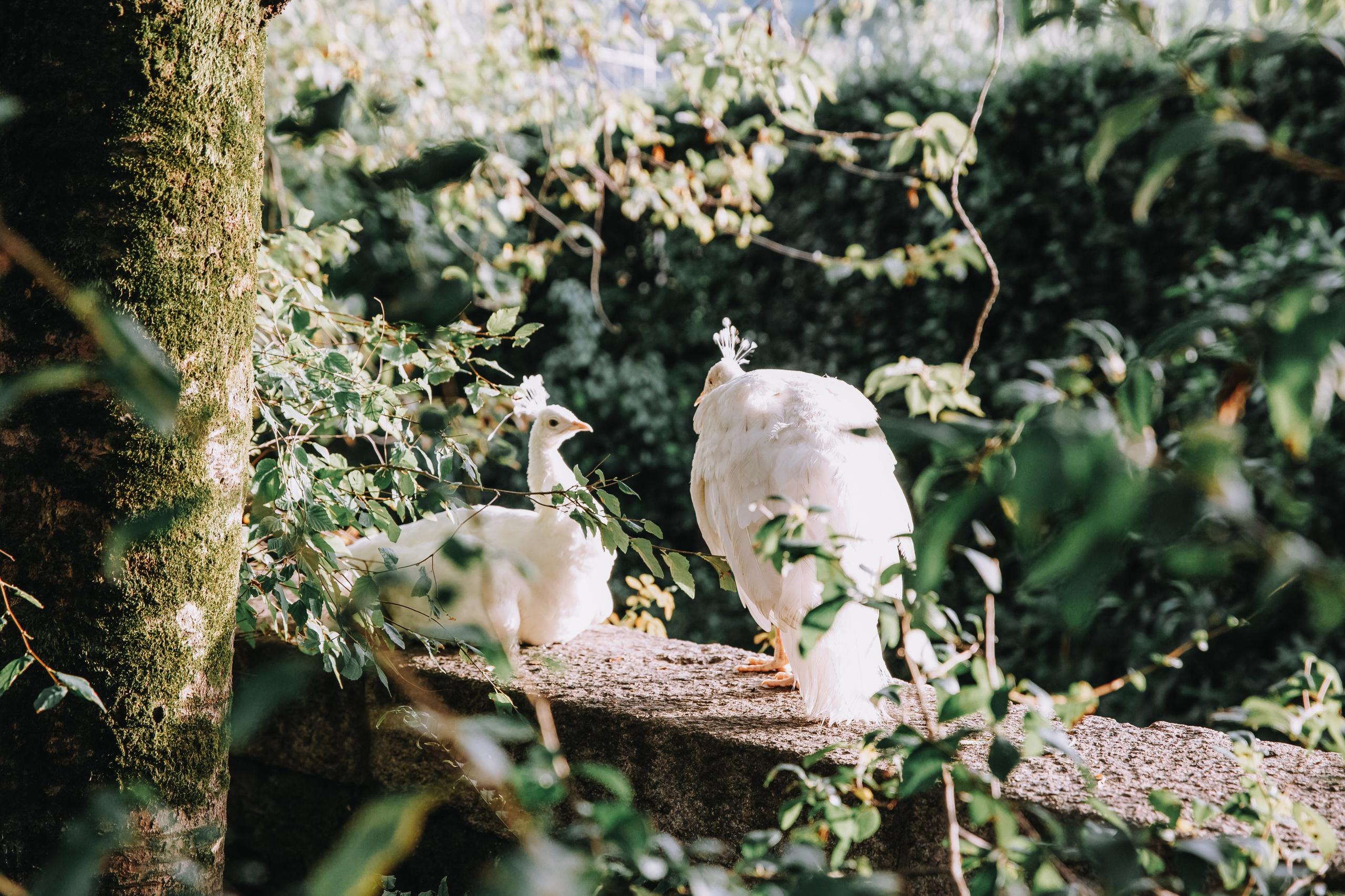 Свадьба в Италии (озеро Маджоре). Фотограф и видеограф Анна Домашенко
