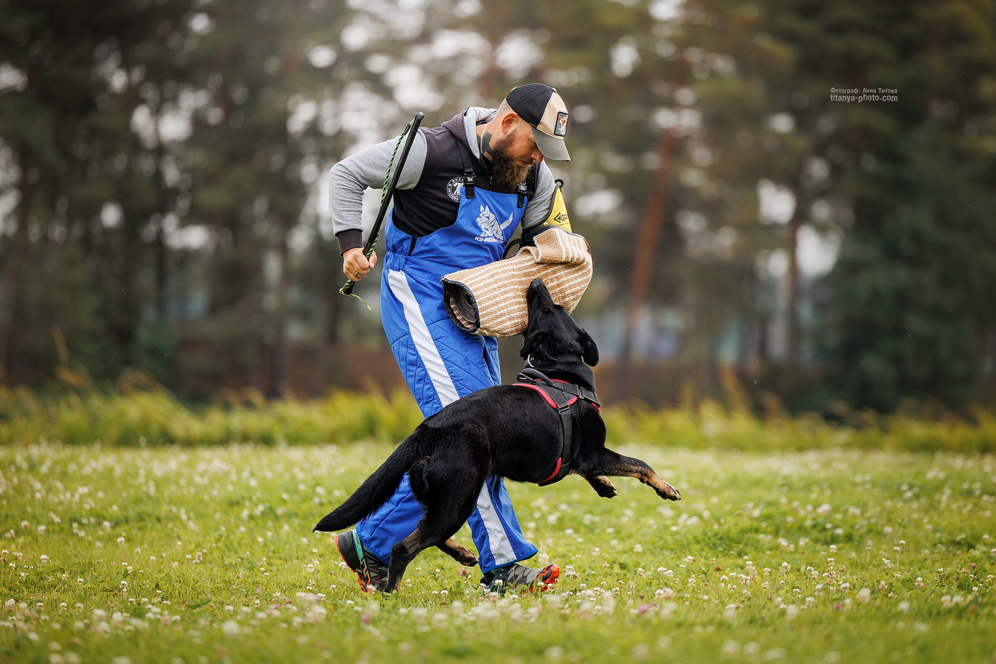 Тренировка по защите в питомнике немецких овчарок «Легенда Волги». Фотограф собак, фотограф-анималист Аня Титова (Titanya). Москва