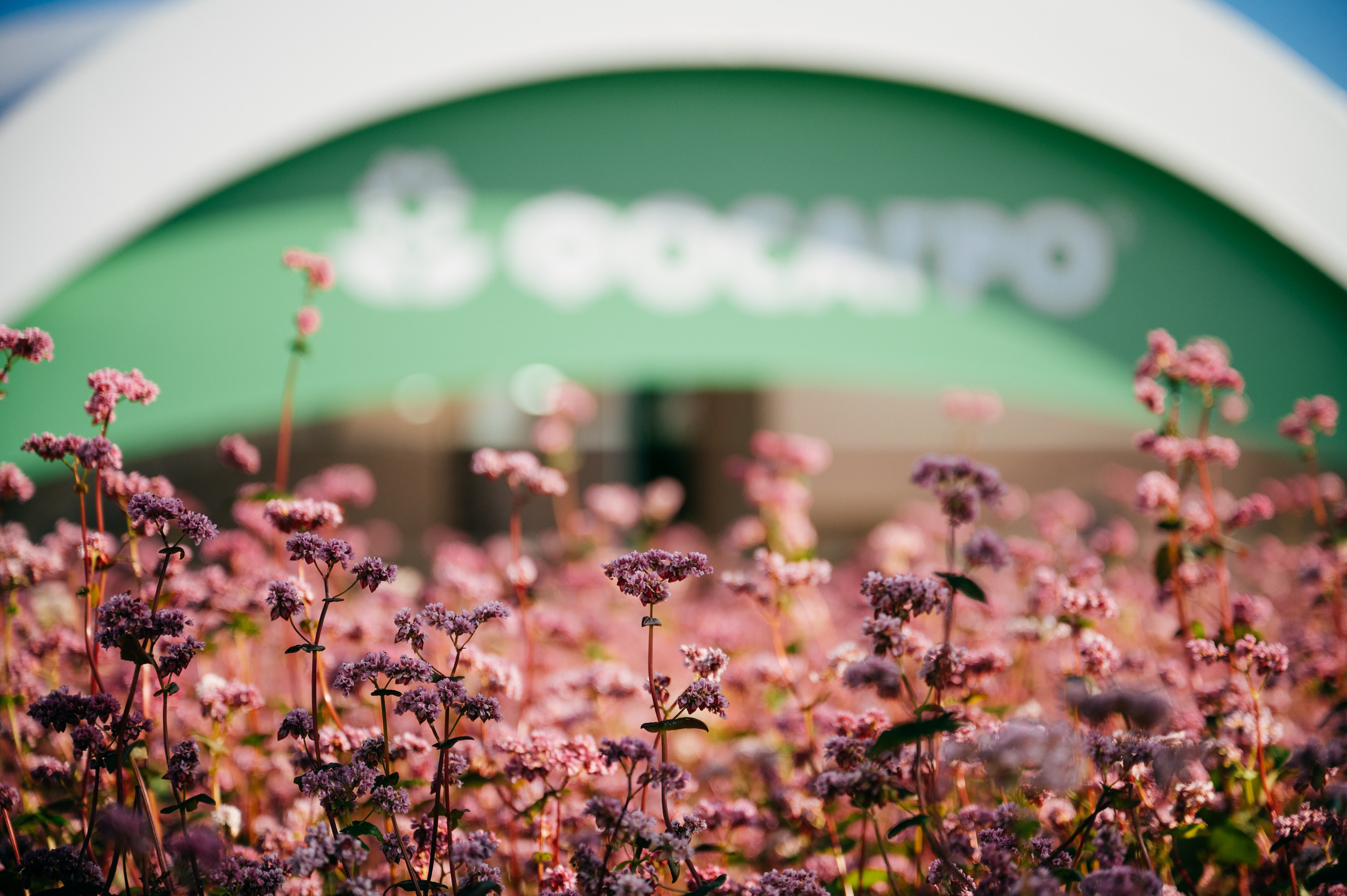 Всероссийский день поля 2025. SARKISOPH | Фотограф Волгоград