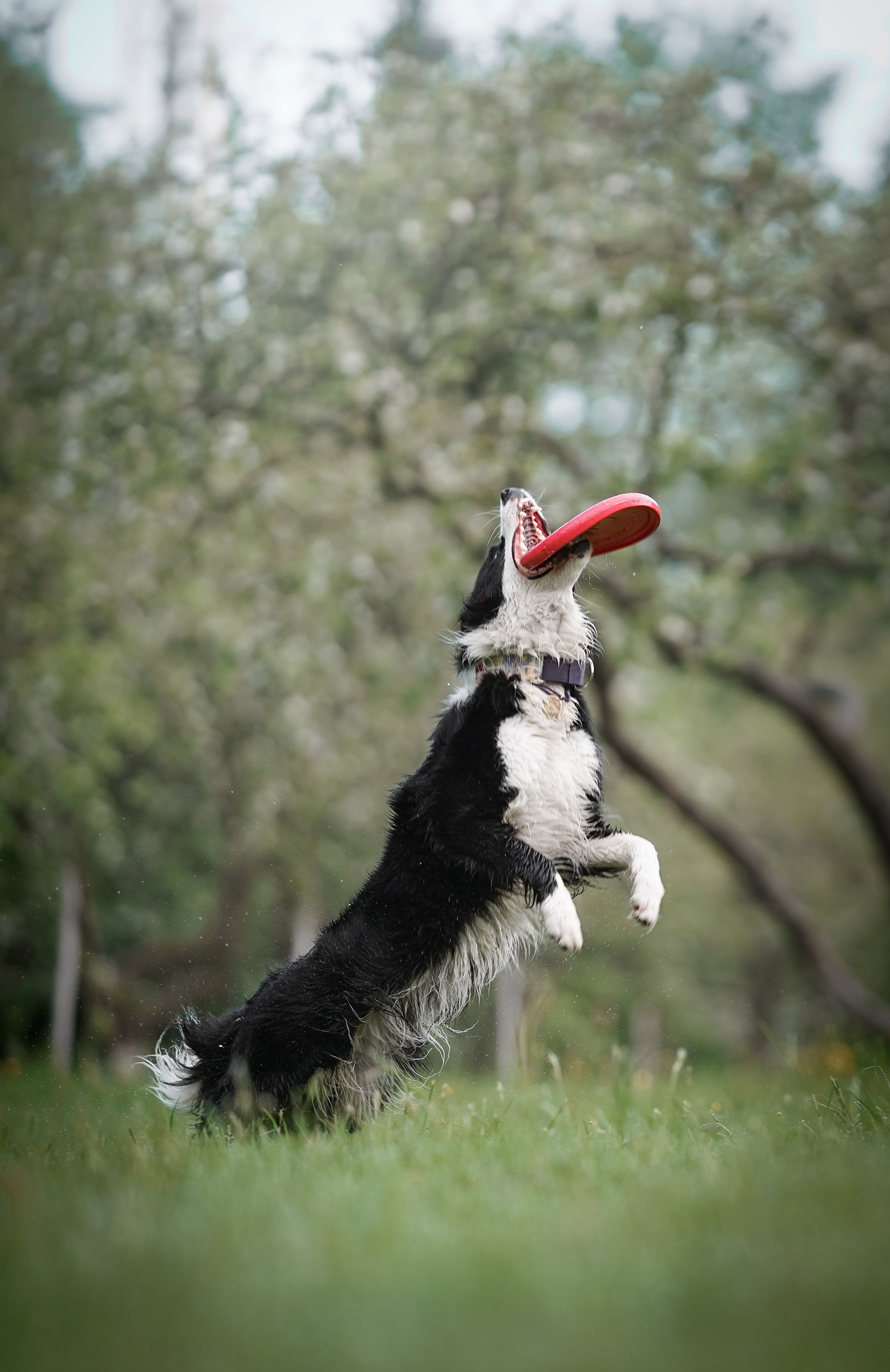 Юля, ее мама и Груша. Фотограф-анималист в Санкт-Петербурге Яна Мартынова