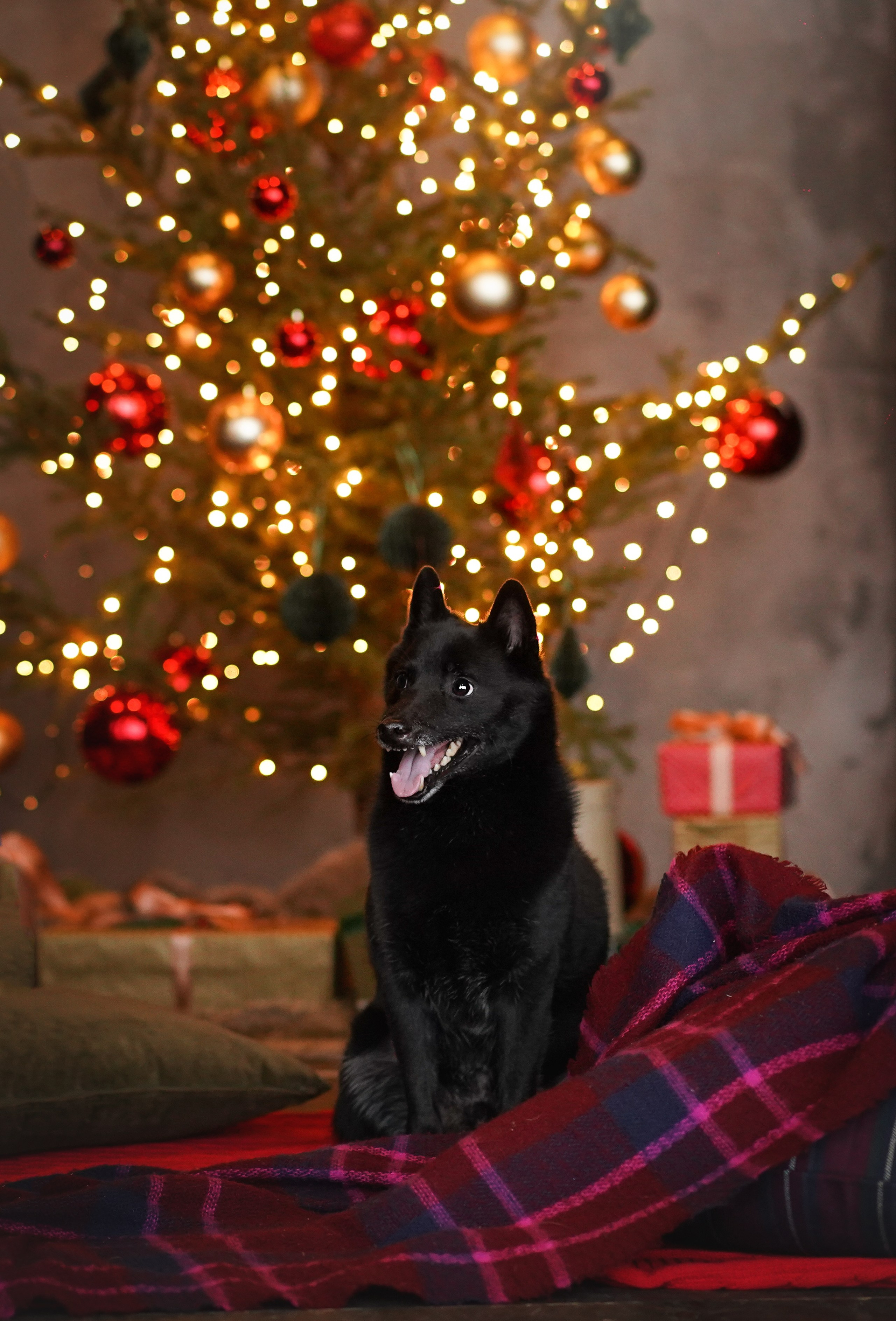Арчи и Аня. Фотограф-анималист в Санкт-Петербурге Яна Мартынова
