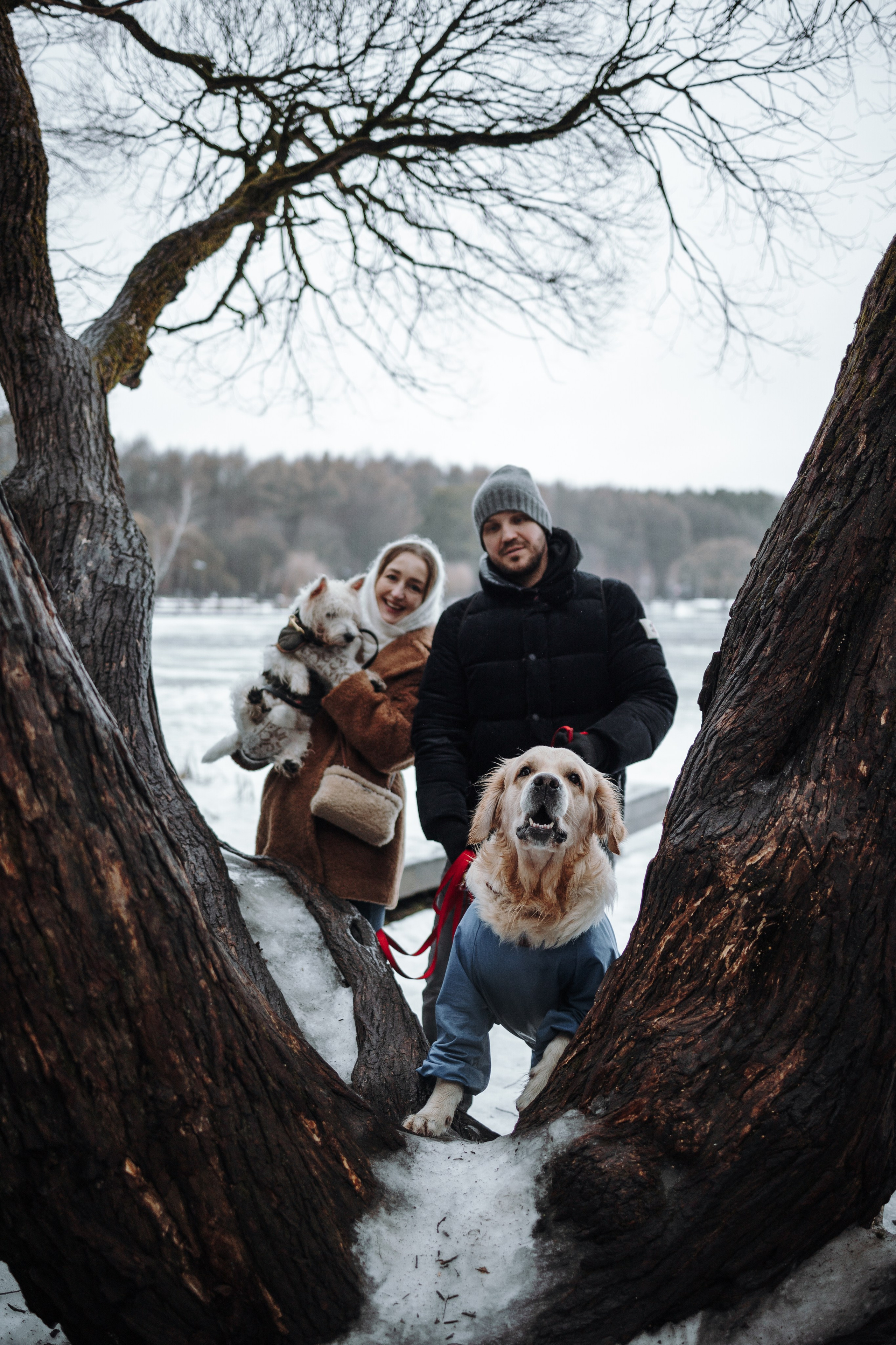 Шелби, Ватсон и ребята. Фотограф — Анималист | Санкт-Петербург