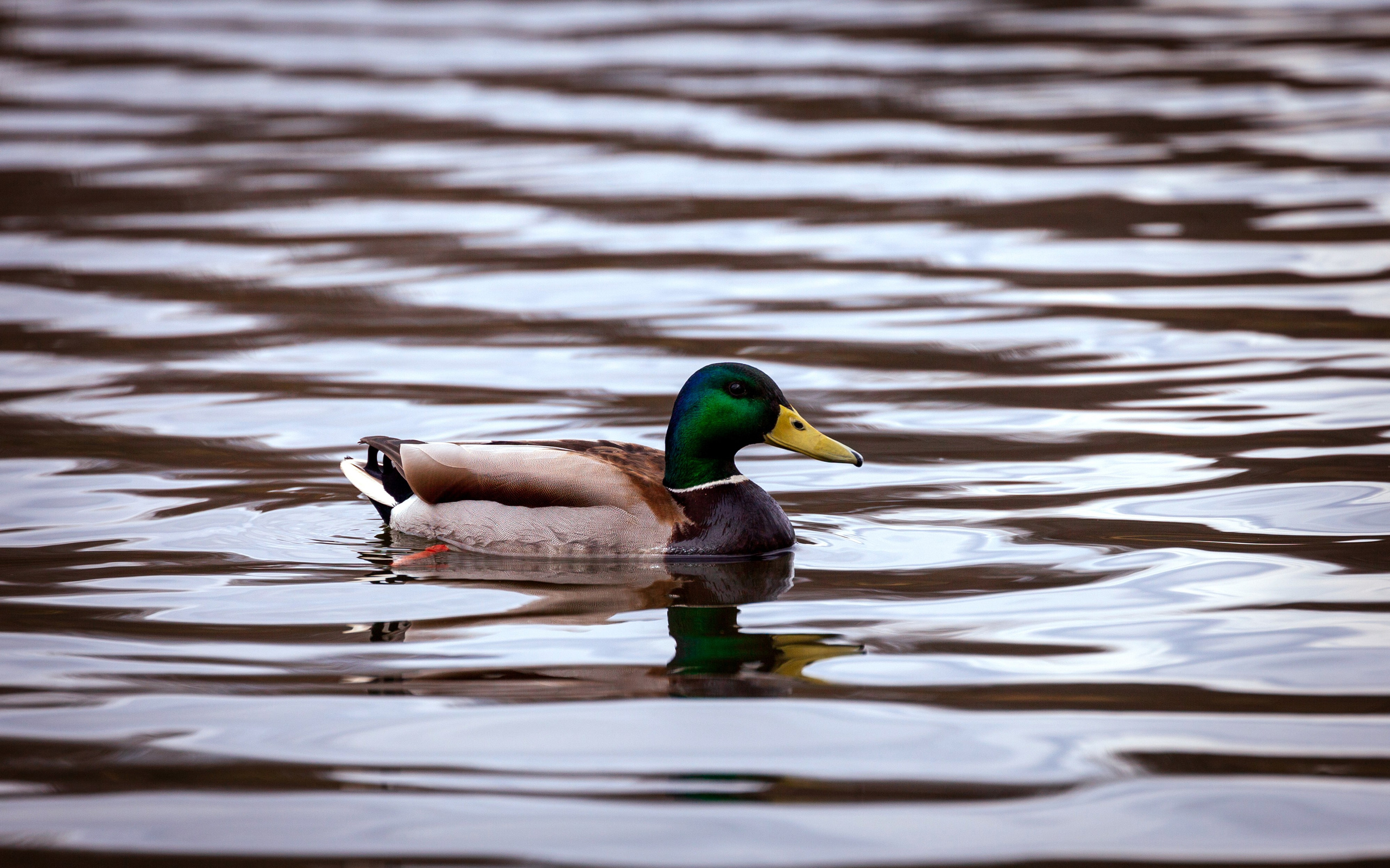 История любви в дикой природе. Фотохудожник Артём Парамонов