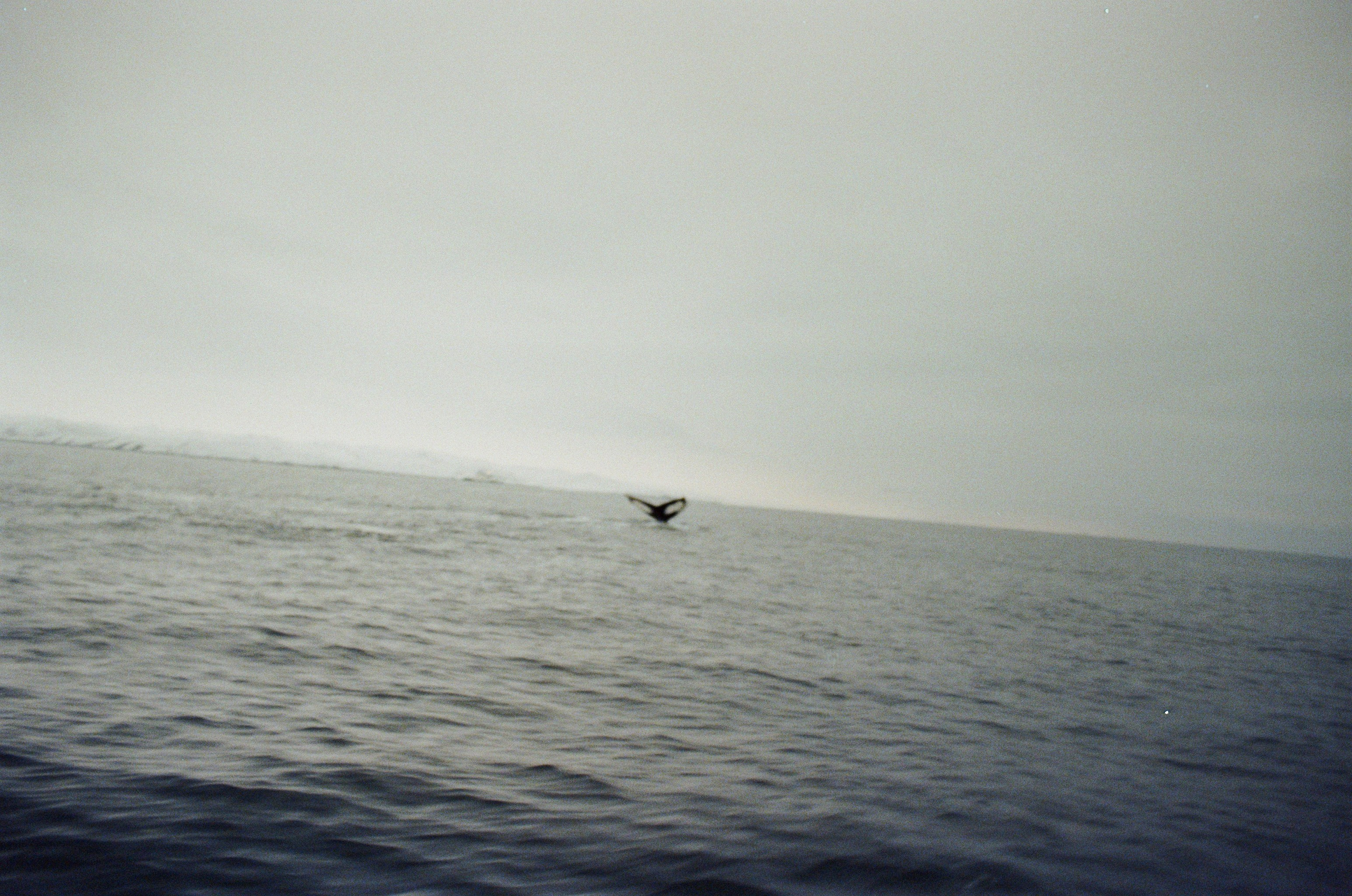 Автор: Саша Серебровская