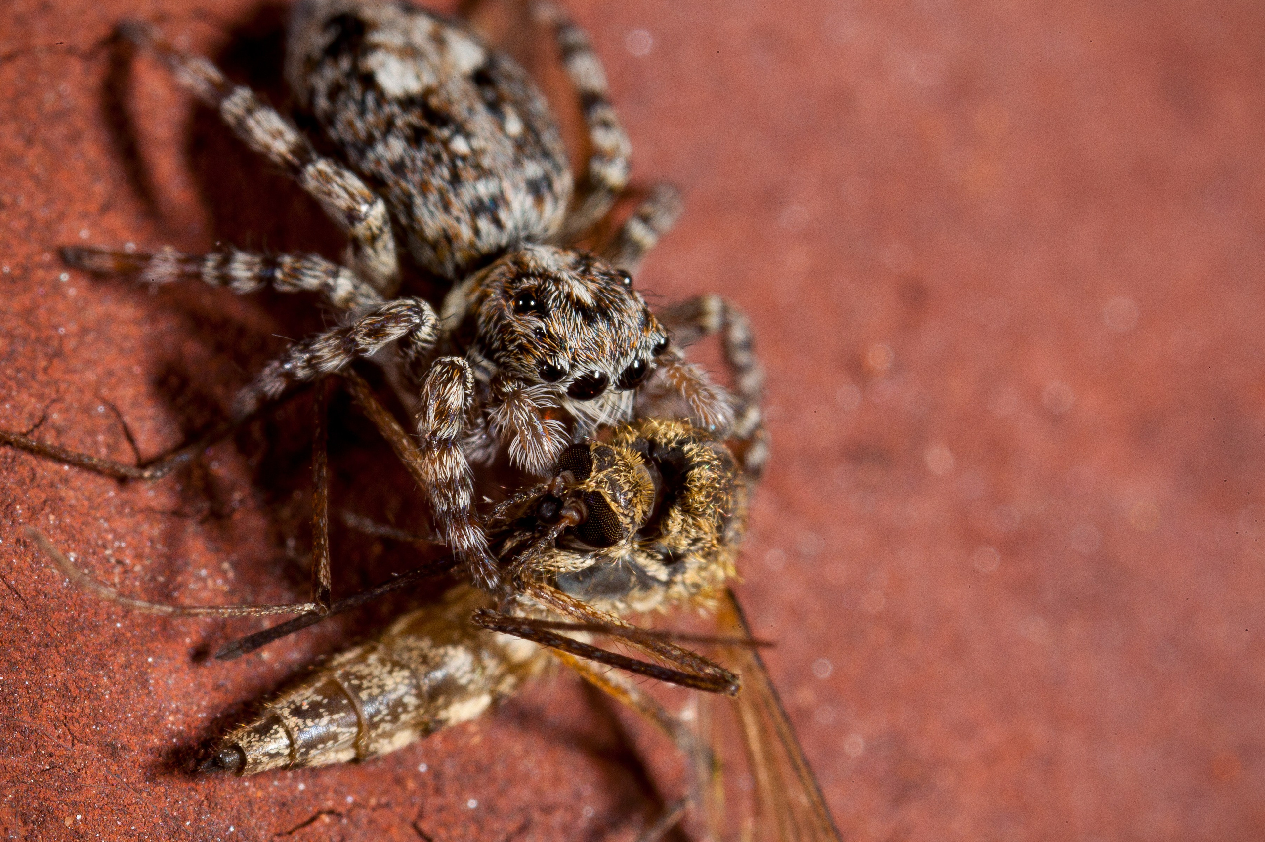 Автор: Олег Волков