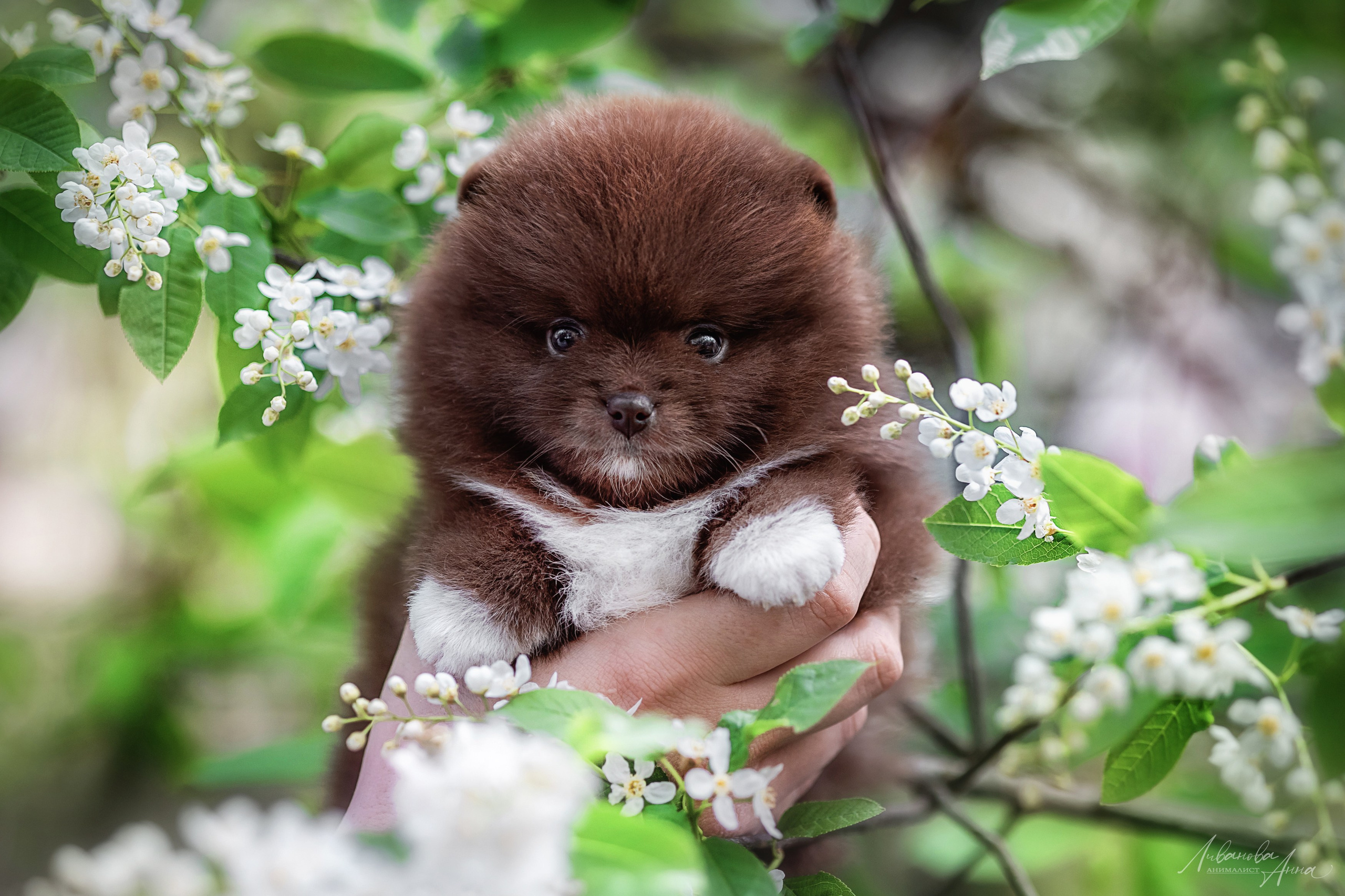 Шпицы. Фотограф анималист Аня Ливанова | Рыбинск