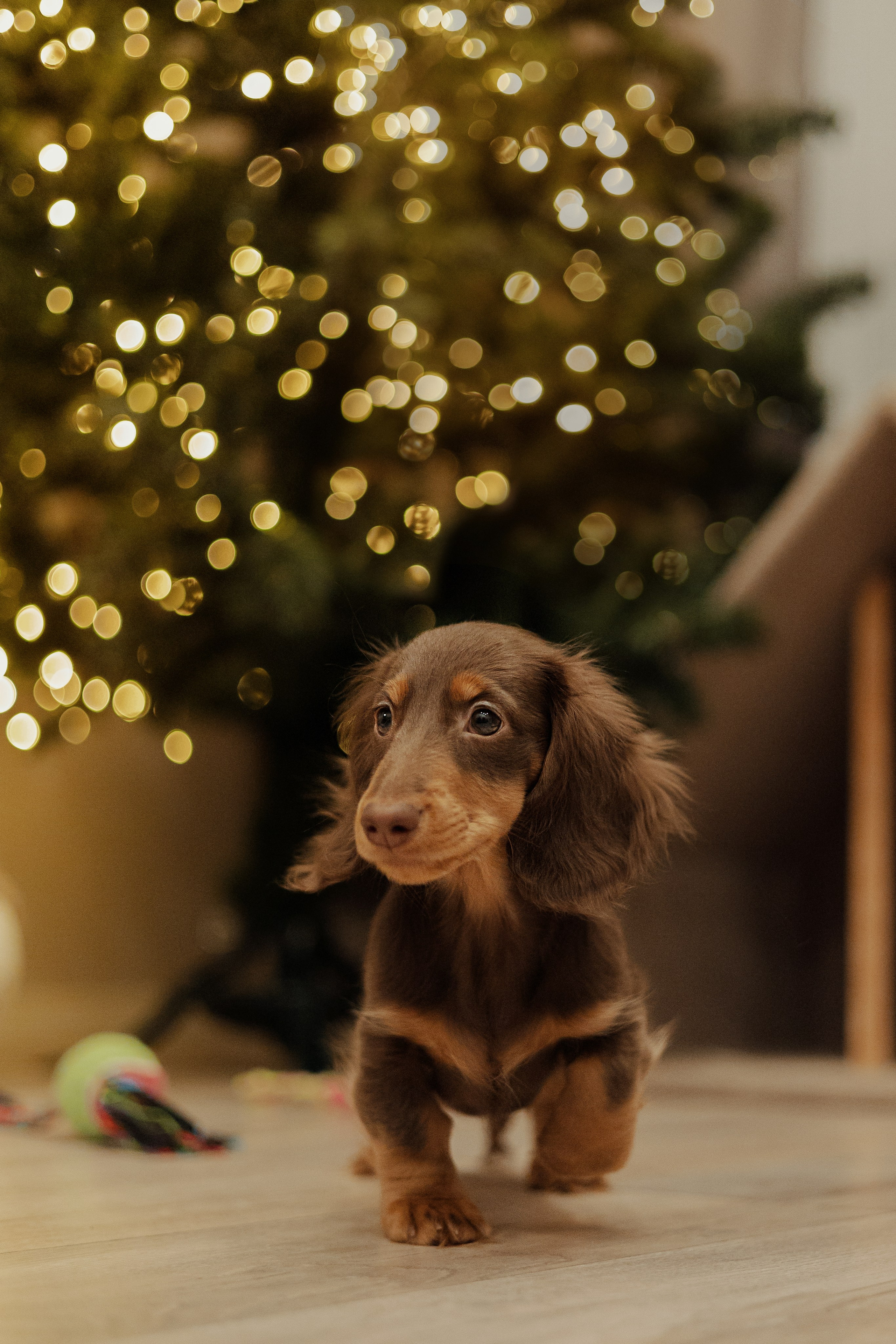 Новогодний Джем. Фотограф Анималист Екатерина Справцева в Нижнем Новгороде