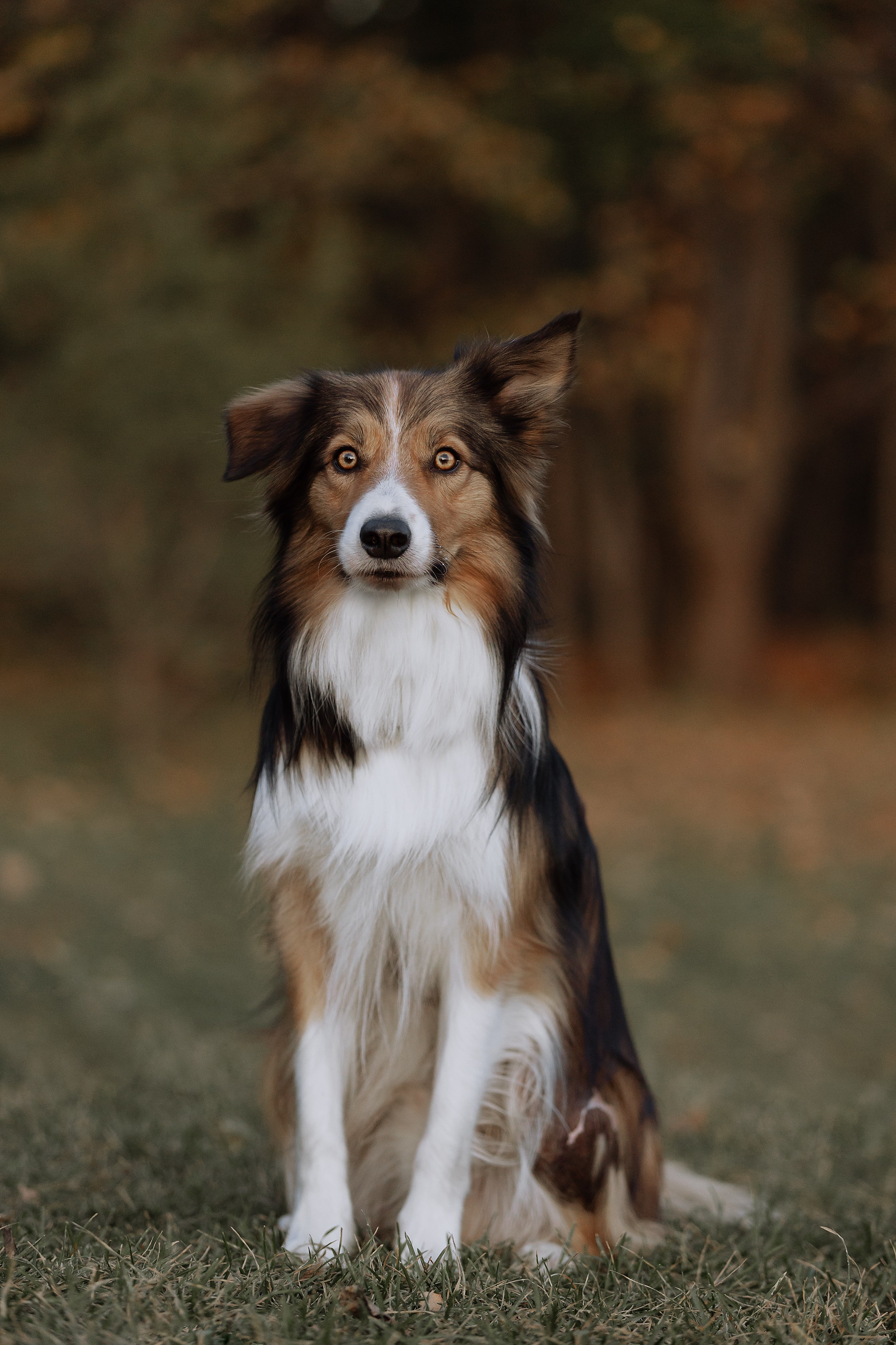 Осенняя съемка Аллы и ее спутника Джея (пакет «Чуть-чуть»). Фотограф Анималист Екатерина Справцева в Нижнем Новгороде